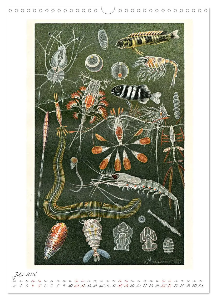 Bild: 9783516405088 | Formenspiele der Evolution. Chromolithographien des 19....