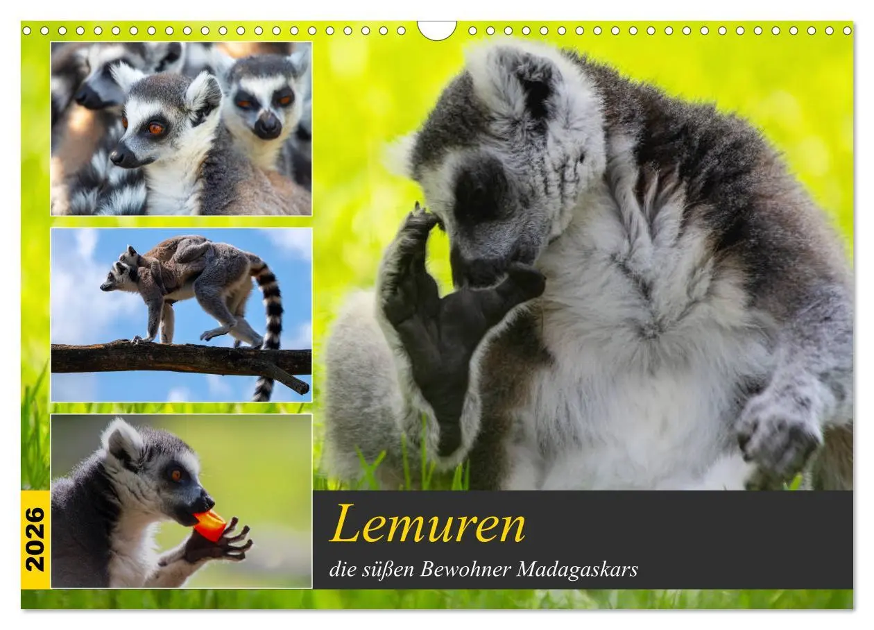 Cover: 9783457775288 | Lemuren die süßen Bewohner Madagaskars (Wandkalender 2026 DIN A3...