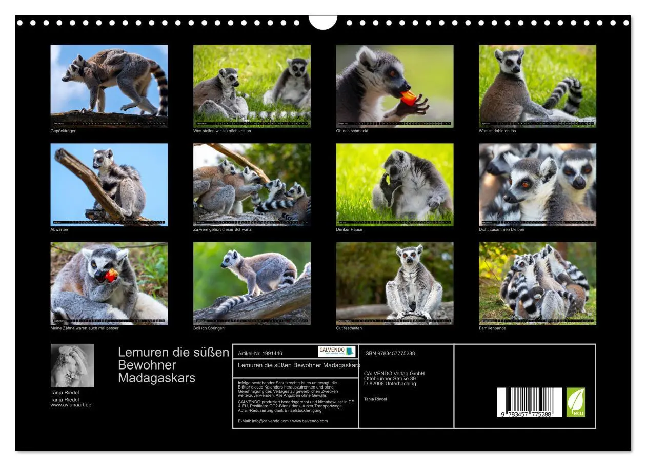 Bild: 9783457775288 | Lemuren die süßen Bewohner Madagaskars (Wandkalender 2026 DIN A3...
