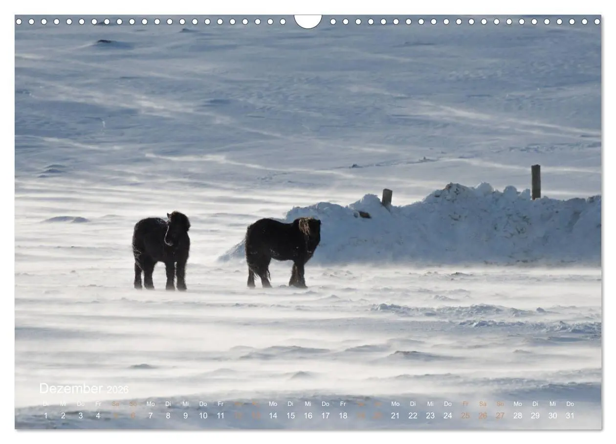 Bild: 9783457835388 | Islandpferde - Der Tölt Kalender (Wandkalender 2026 DIN A3 quer),...