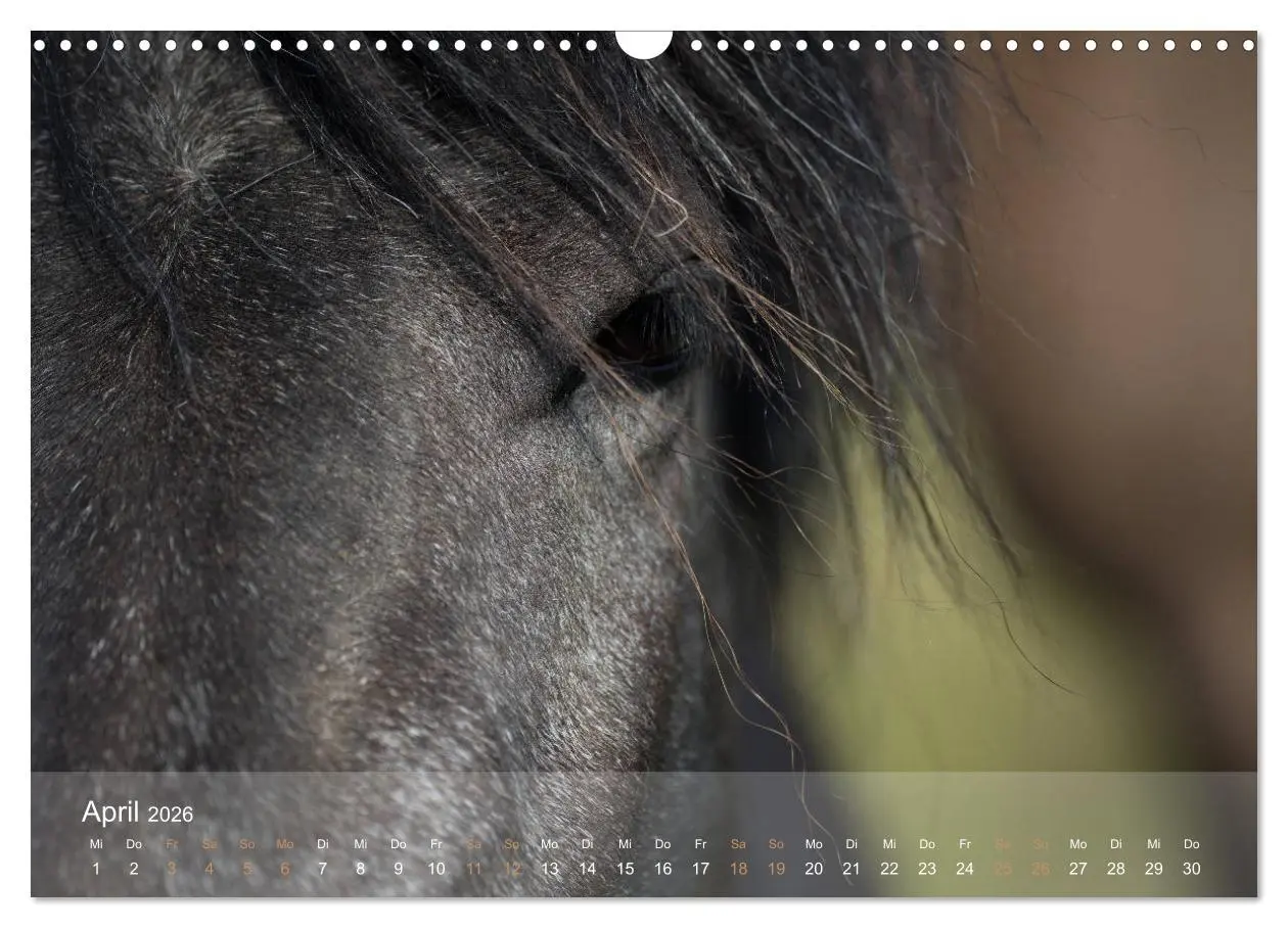 Bild: 9783457835388 | Islandpferde - Der Tölt Kalender (Wandkalender 2026 DIN A3 quer),...