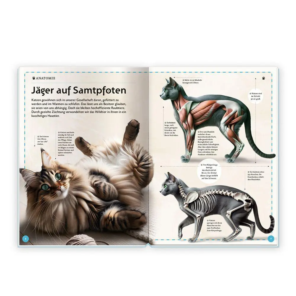 Bild: 9783988025388 | TRÖTSCH - Kinderbuch Das großartige Buch der Katzen Ab 8 Jahren | KG
