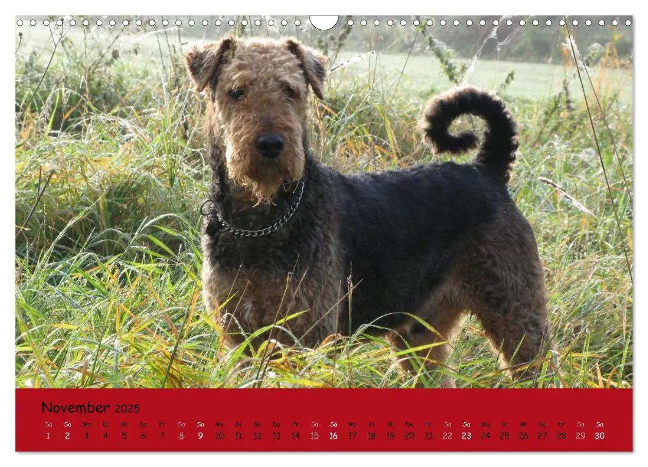 Bild: 9783435665488 | Airedale Terrier (Wandkalender 2025 DIN A3 quer), CALVENDO...