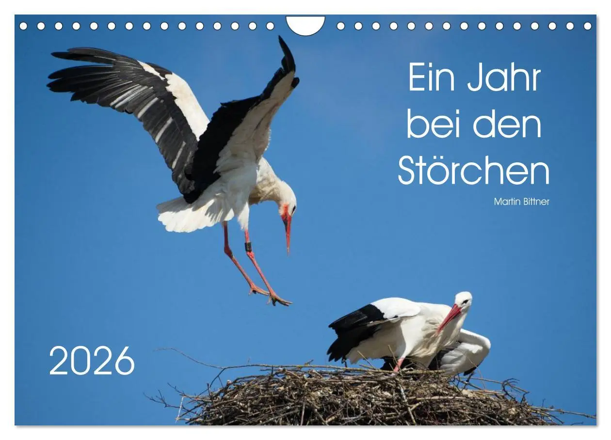 Cover: 9783457995488 | Ein Jahr bei den Störchen (Wandkalender 2026 DIN A4 quer), CALVENDO...