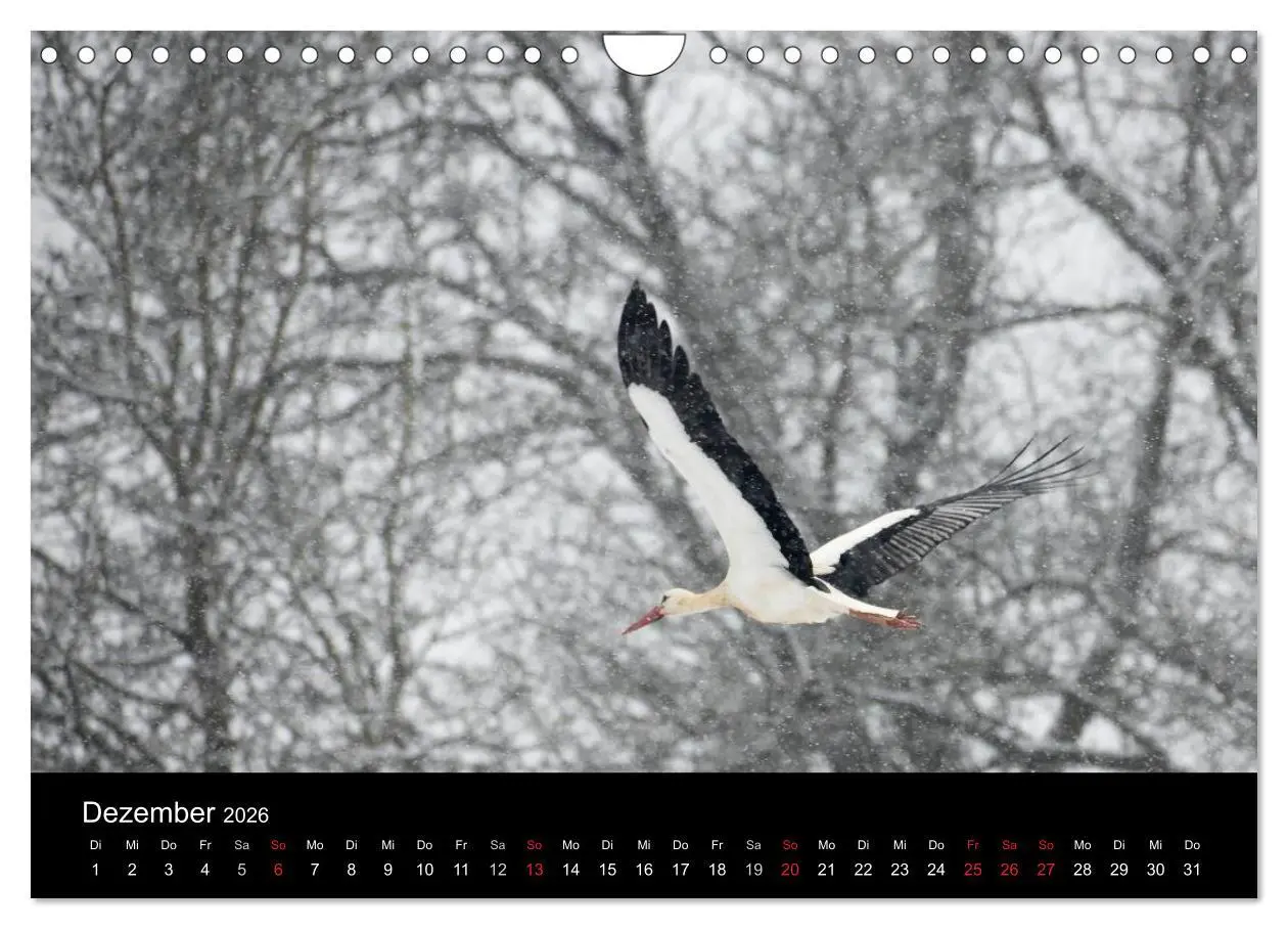 Bild: 9783457995488 | Ein Jahr bei den Störchen (Wandkalender 2026 DIN A4 quer), CALVENDO...