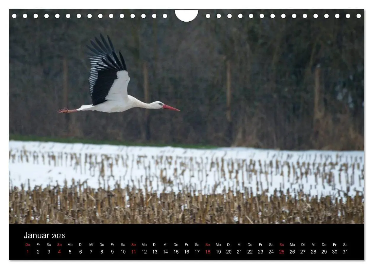 Bild: 9783457995488 | Ein Jahr bei den Störchen (Wandkalender 2026 DIN A4 quer), CALVENDO...