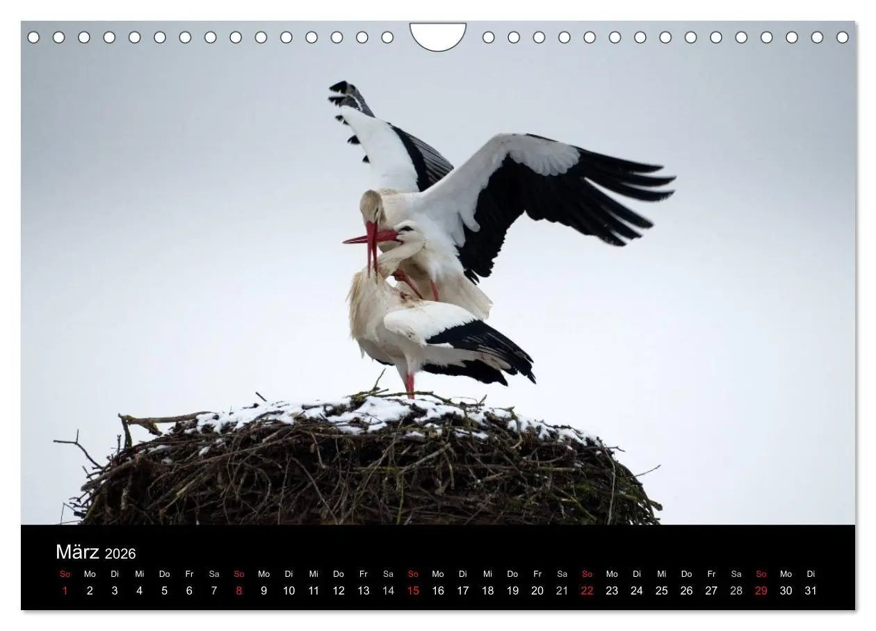 Bild: 9783457995488 | Ein Jahr bei den Störchen (Wandkalender 2026 DIN A4 quer), CALVENDO...