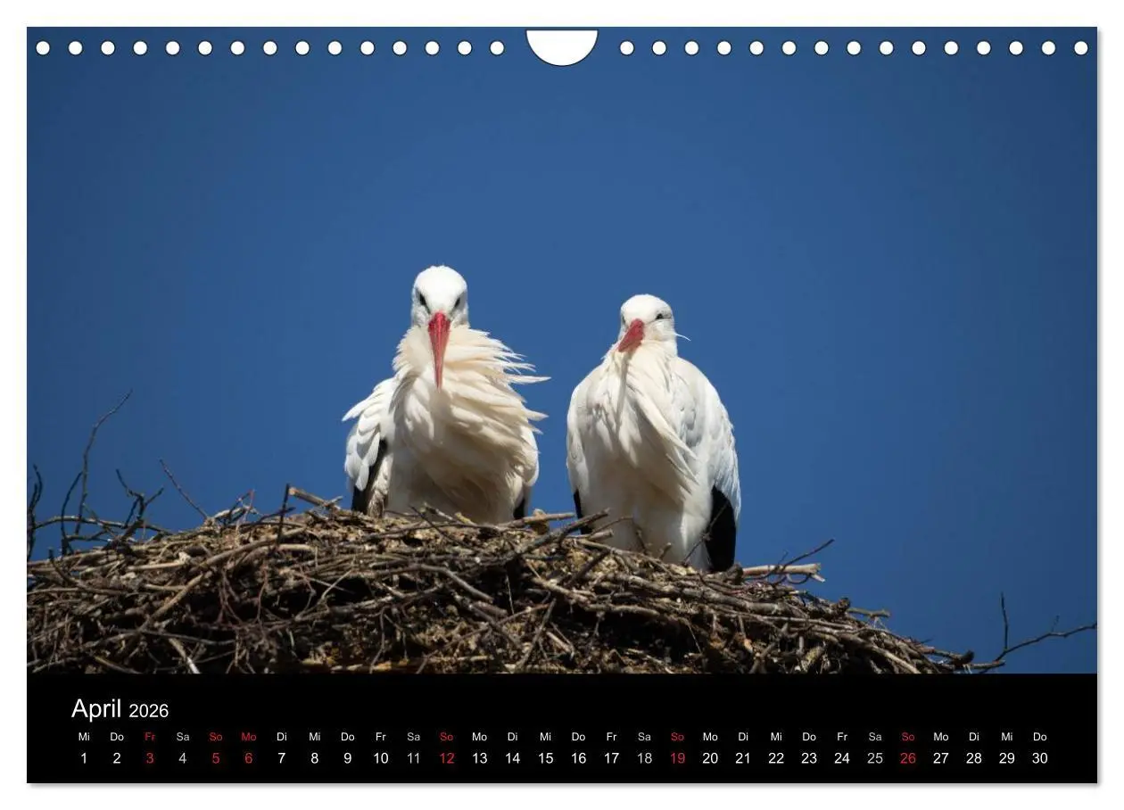 Bild: 9783457995488 | Ein Jahr bei den Störchen (Wandkalender 2026 DIN A4 quer), CALVENDO...