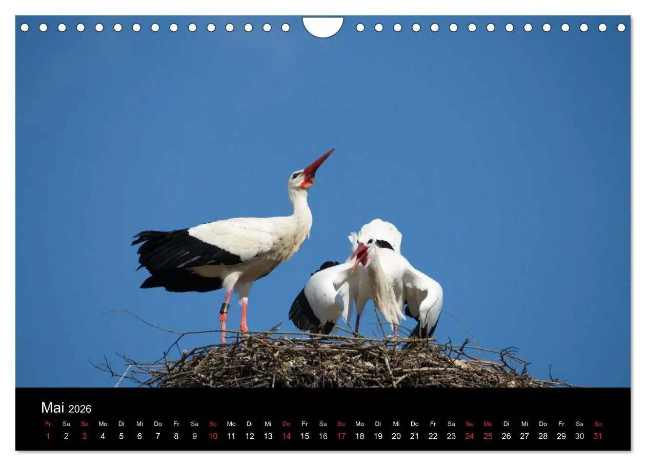 Bild: 9783457995488 | Ein Jahr bei den Störchen (Wandkalender 2026 DIN A4 quer), CALVENDO...