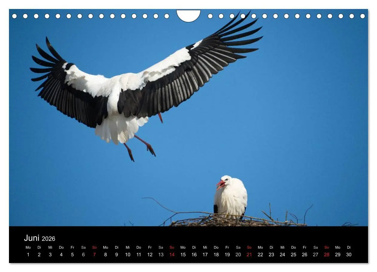 Bild: 9783457995488 | Ein Jahr bei den Störchen (Wandkalender 2026 DIN A4 quer), CALVENDO...