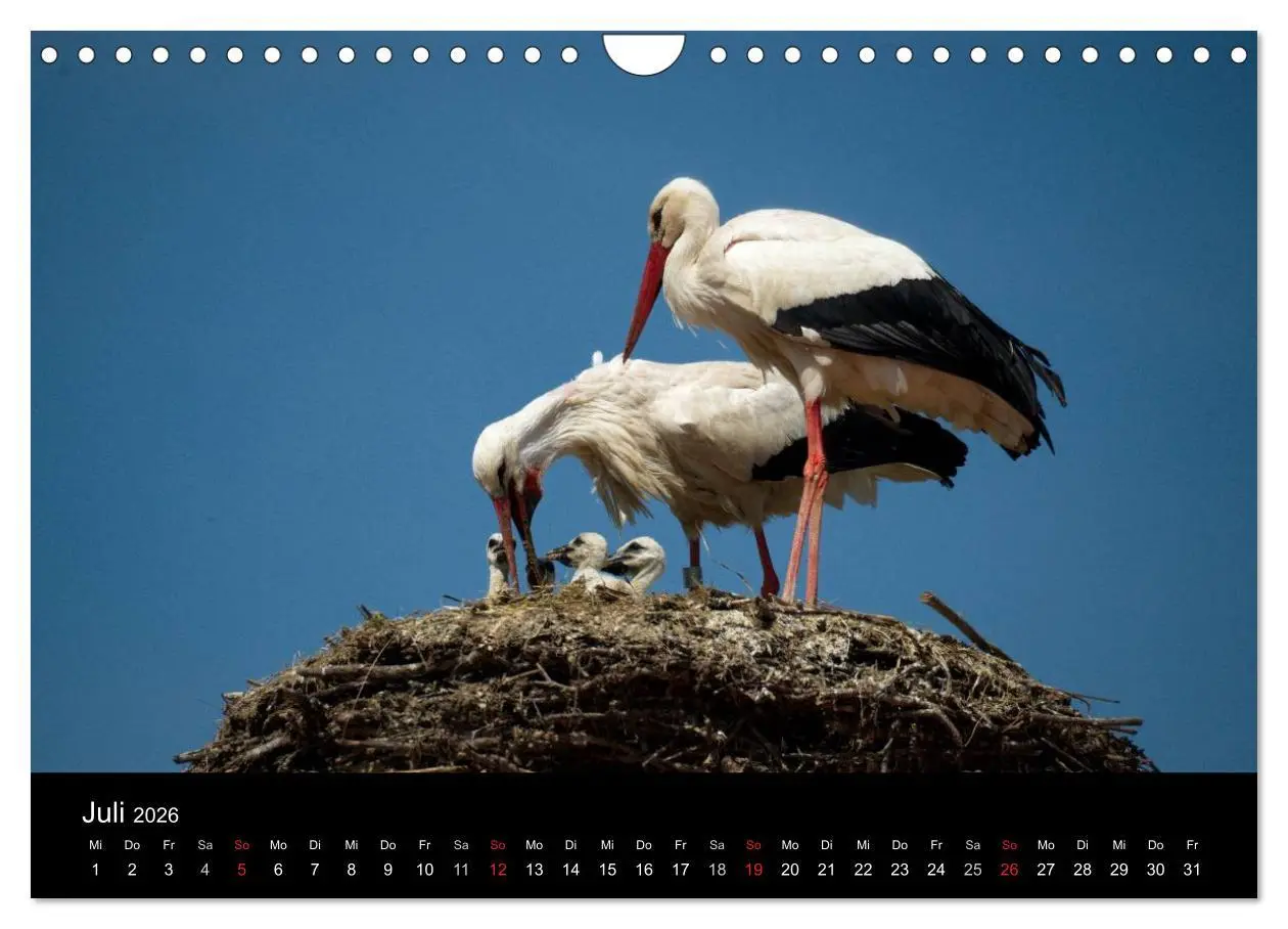 Bild: 9783457995488 | Ein Jahr bei den Störchen (Wandkalender 2026 DIN A4 quer), CALVENDO...