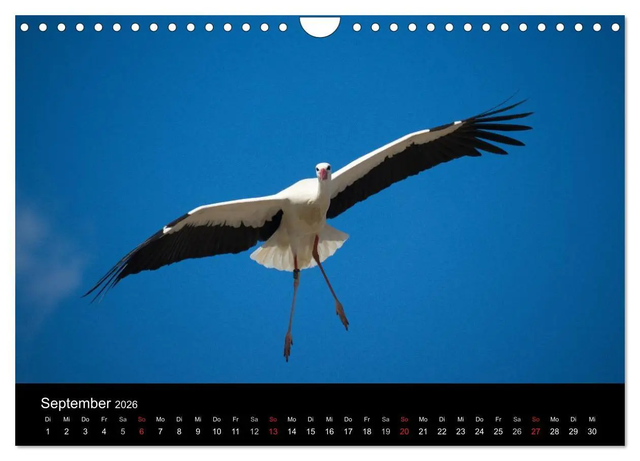 Bild: 9783457995488 | Ein Jahr bei den Störchen (Wandkalender 2026 DIN A4 quer), CALVENDO...