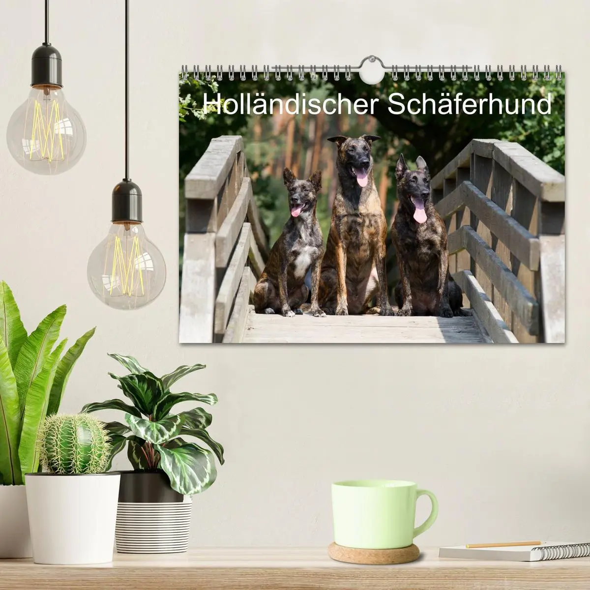 Bild: 9783516125788 | Holländischer Schäferhund (Wandkalender 2026 DIN A4 quer), CALVENDO...