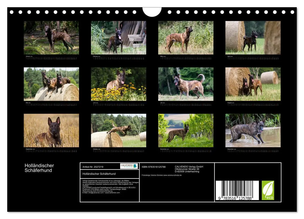 Bild: 9783516125788 | Holländischer Schäferhund (Wandkalender 2026 DIN A4 quer), CALVENDO...