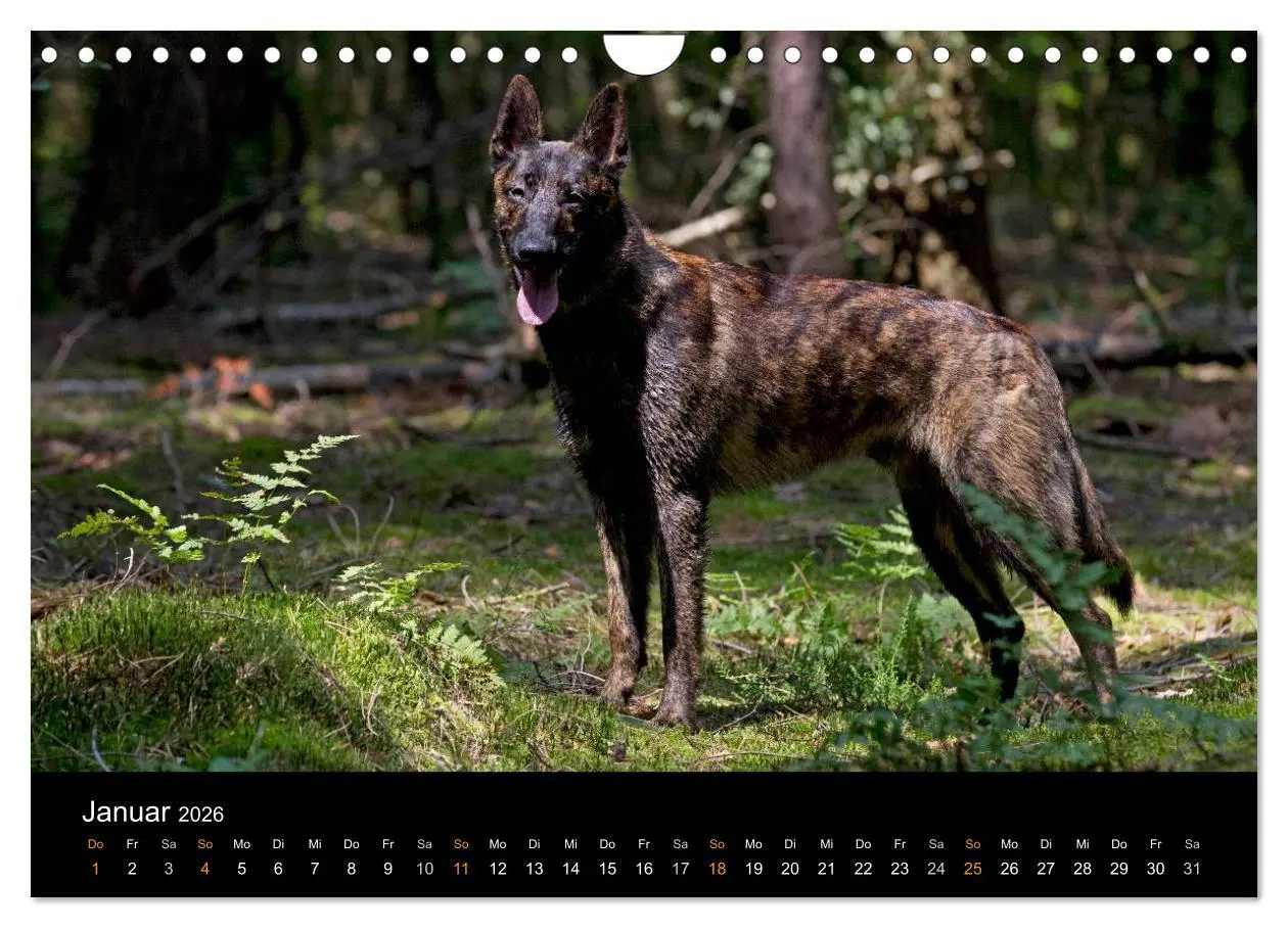 Bild: 9783516125788 | Holländischer Schäferhund (Wandkalender 2026 DIN A4 quer), CALVENDO...
