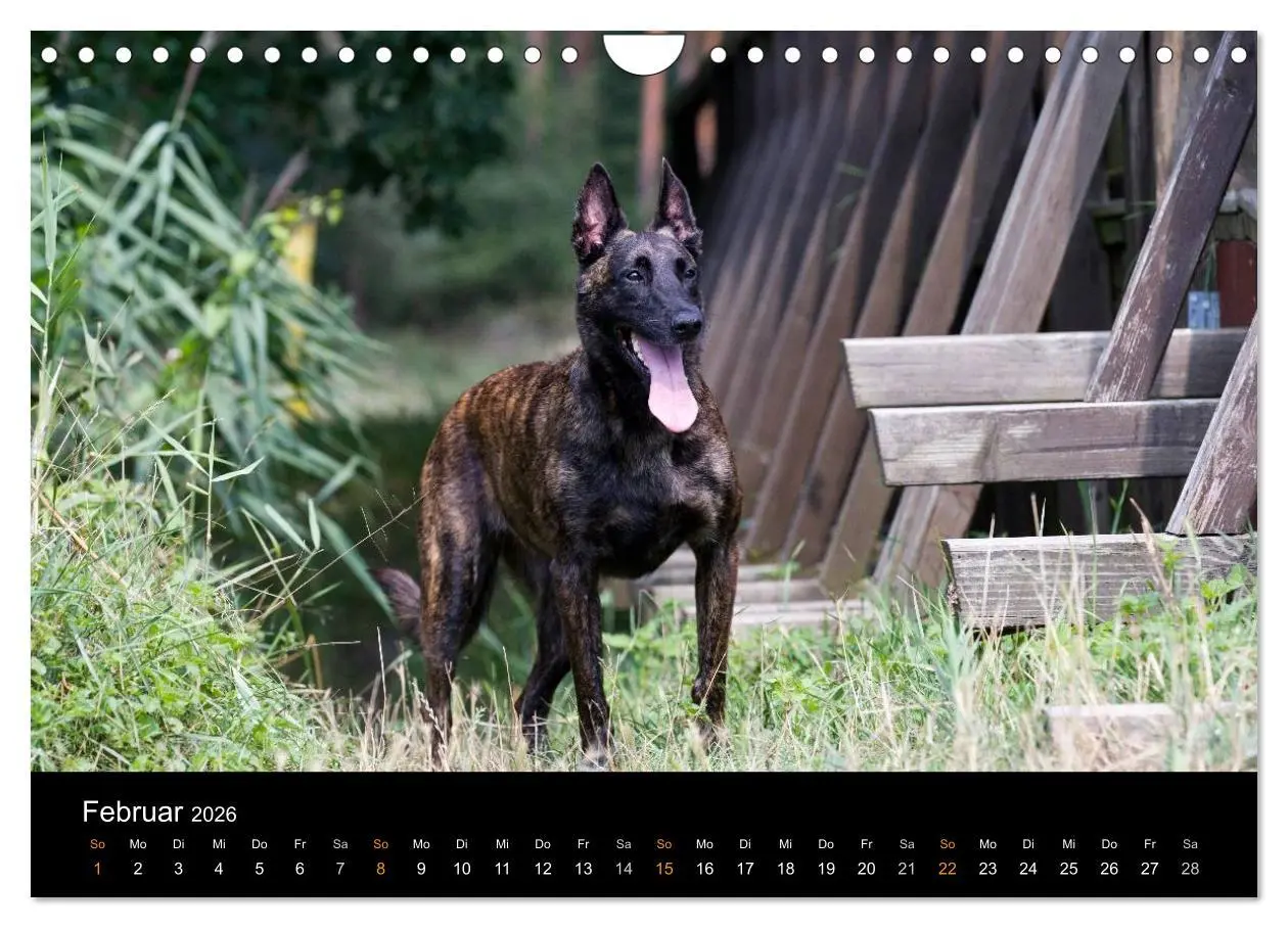 Bild: 9783516125788 | Holländischer Schäferhund (Wandkalender 2026 DIN A4 quer), CALVENDO...