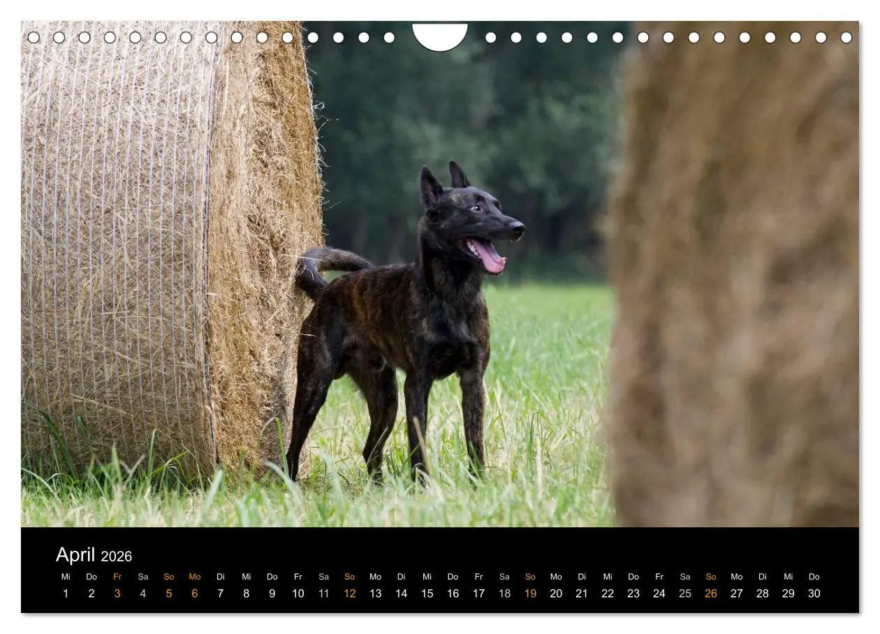 Bild: 9783516125788 | Holländischer Schäferhund (Wandkalender 2026 DIN A4 quer), CALVENDO...