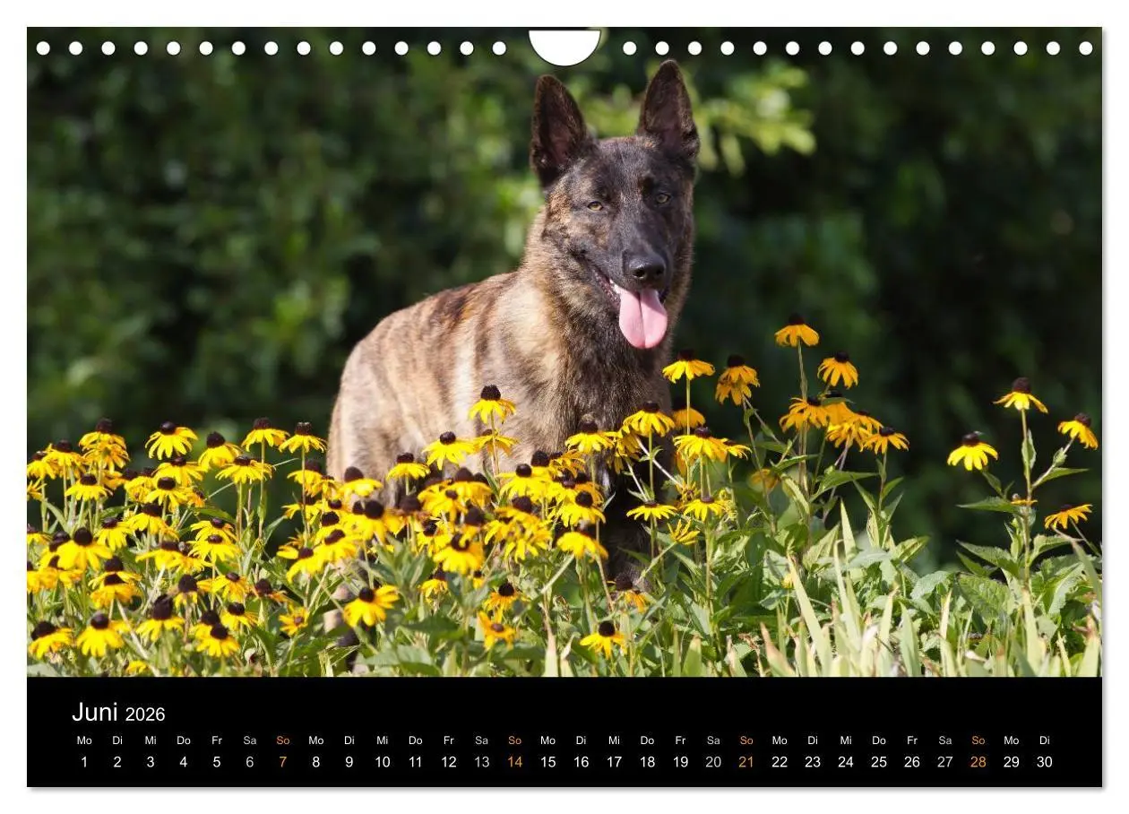 Bild: 9783516125788 | Holländischer Schäferhund (Wandkalender 2026 DIN A4 quer), CALVENDO...