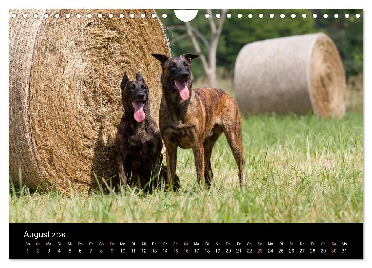 Bild: 9783516125788 | Holländischer Schäferhund (Wandkalender 2026 DIN A4 quer), CALVENDO...