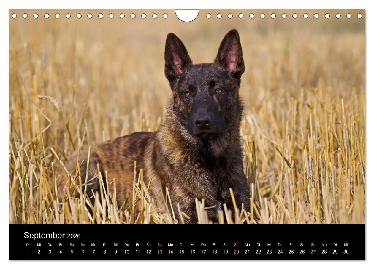 Bild: 9783516125788 | Holländischer Schäferhund (Wandkalender 2026 DIN A4 quer), CALVENDO...