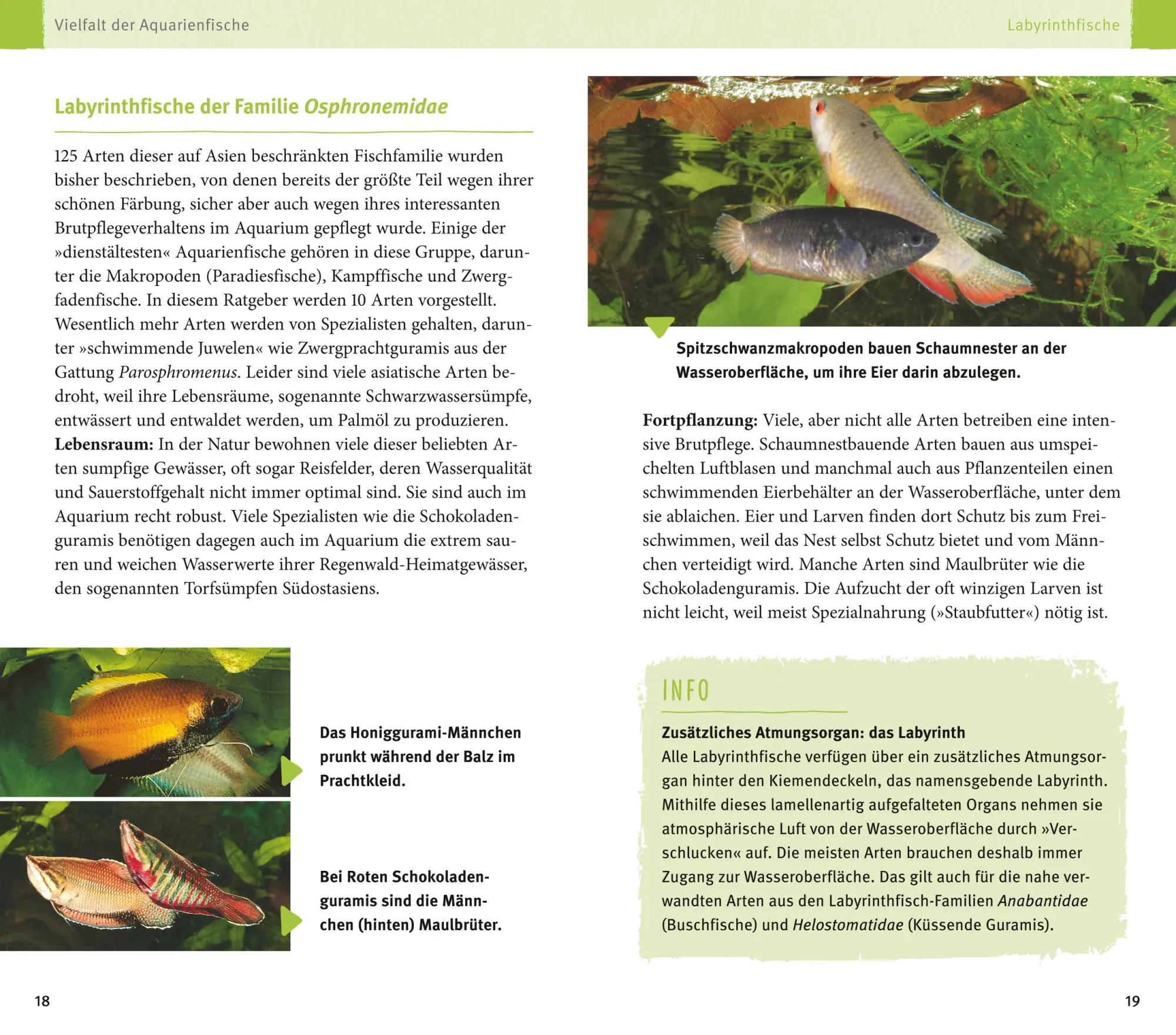 Bild: 9783833855788 | Aquarienfische von A bis Z | Ulrich Schliewen | Taschenbuch | 256 S.