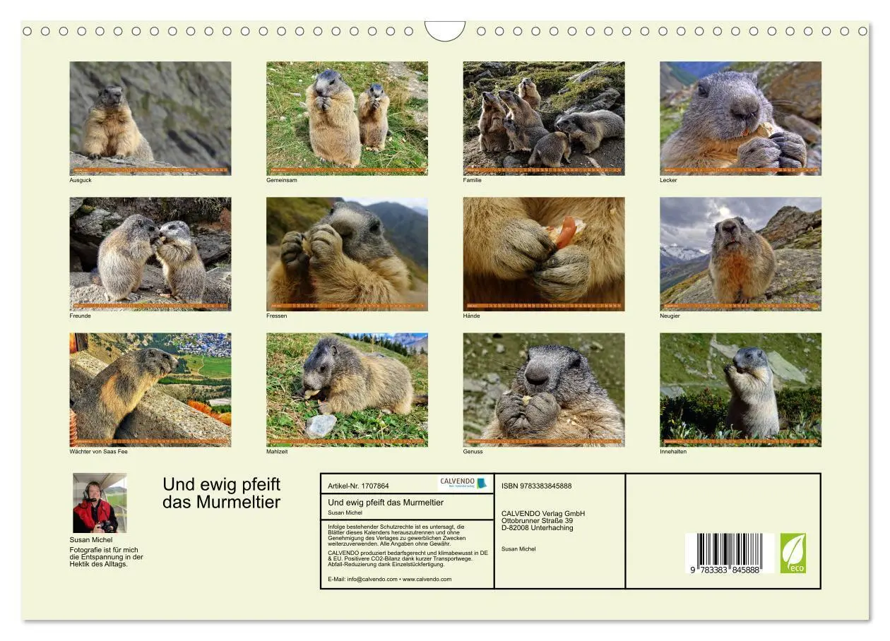 Bild: 9783383845888 | Und ewig pfeift das Murmeltier (Wandkalender 2025 DIN A3 quer),...