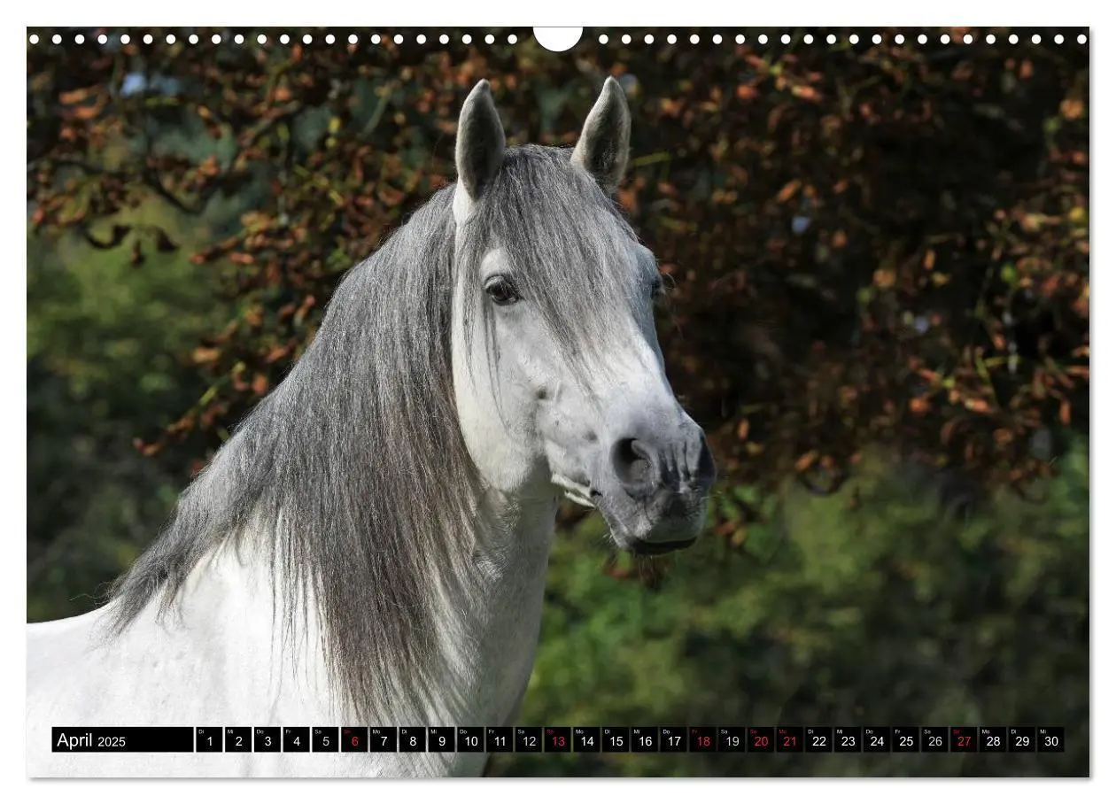 Bild: 9783435555888 | Traumpferde - Fürstliche Hofreitschule Bückeburg (Wandkalender 2025...