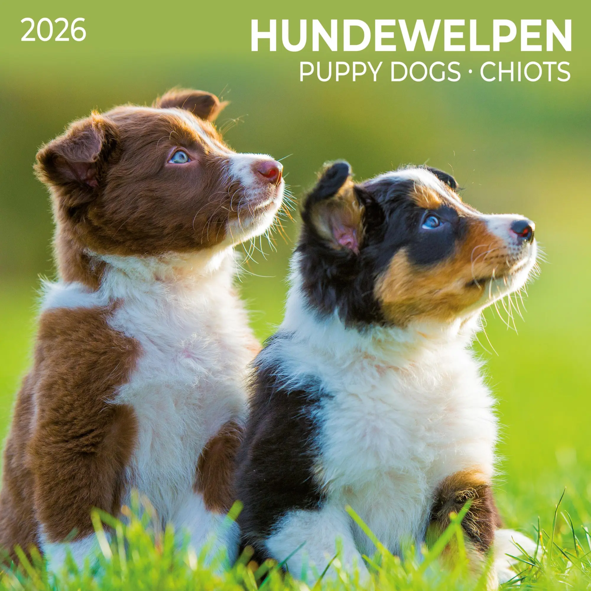 Cover: 9783959295888 | Hundewelpen/Puppy Dogs 2026 | Kalender 2026 | Kalender | 28 S. | 2026