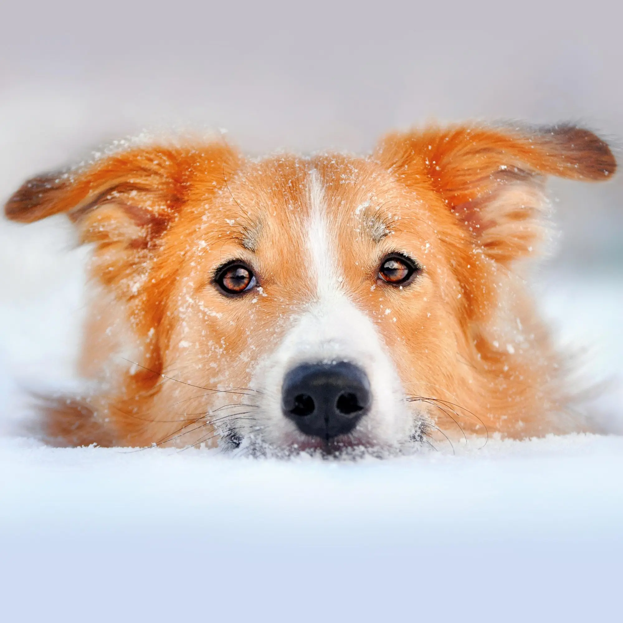 Bild: 9783959295888 | Hundewelpen/Puppy Dogs 2026 | Kalender 2026 | Kalender | 28 S. | 2026