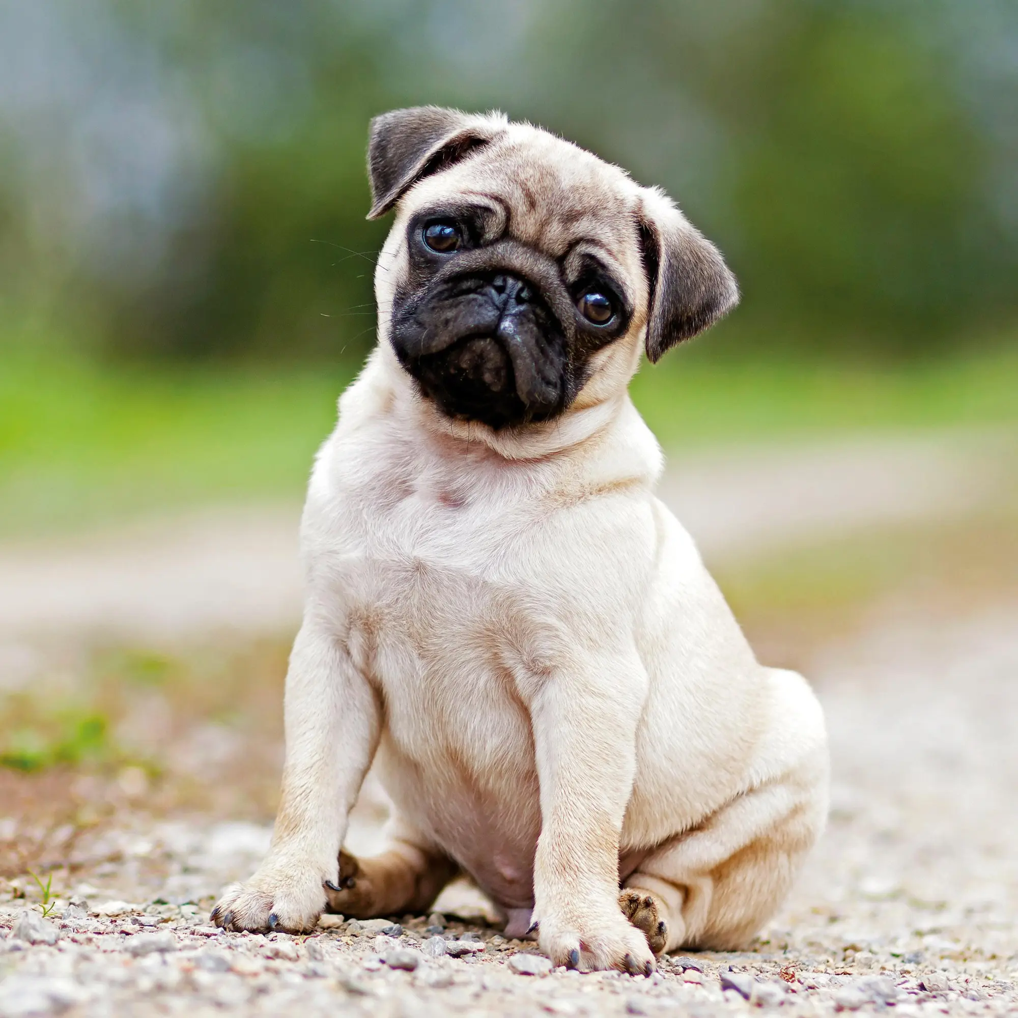 Bild: 9783959295888 | Hundewelpen/Puppy Dogs 2026 | Kalender 2026 | Kalender | 28 S. | 2026