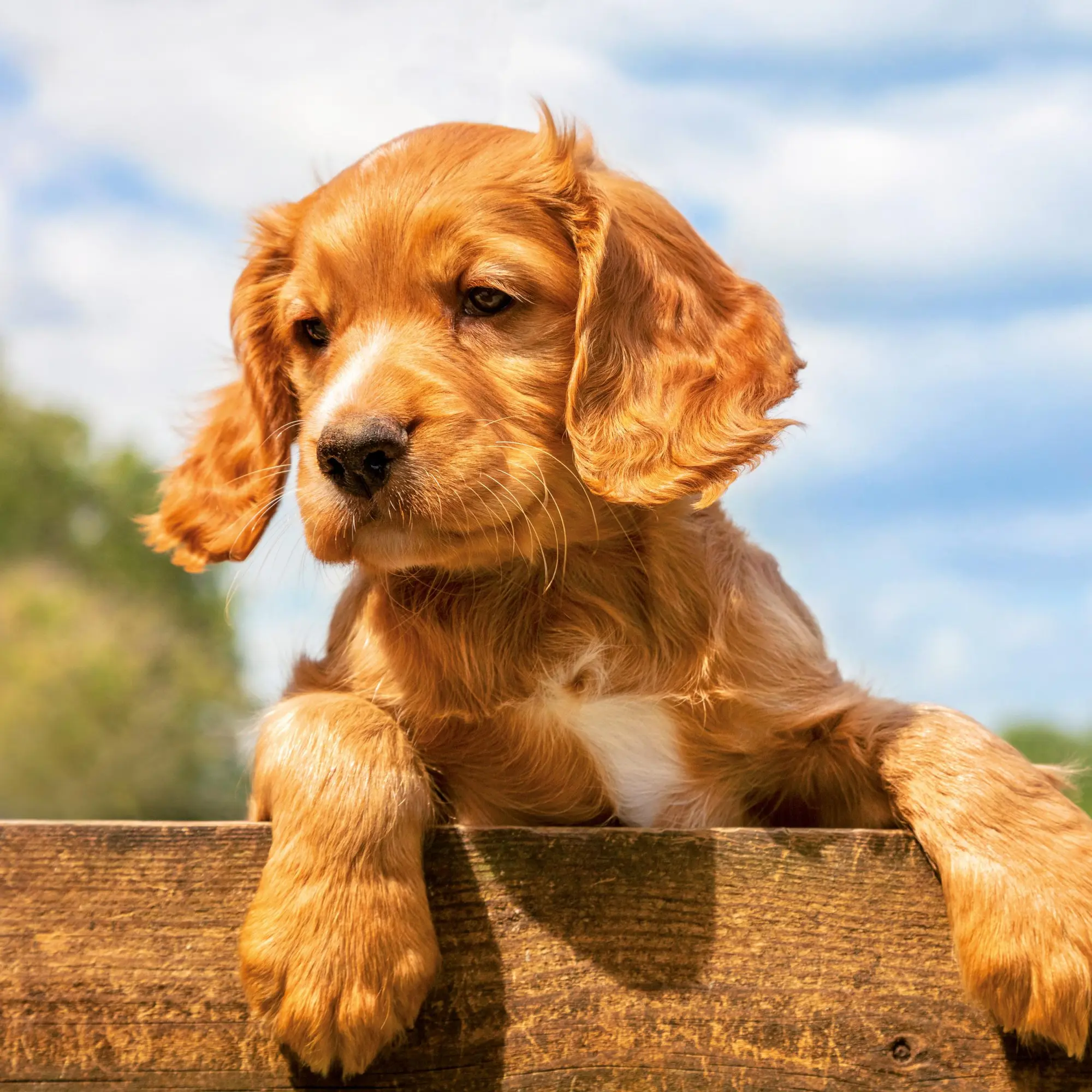 Bild: 9783959295888 | Hundewelpen/Puppy Dogs 2026 | Kalender 2026 | Kalender | 28 S. | 2026