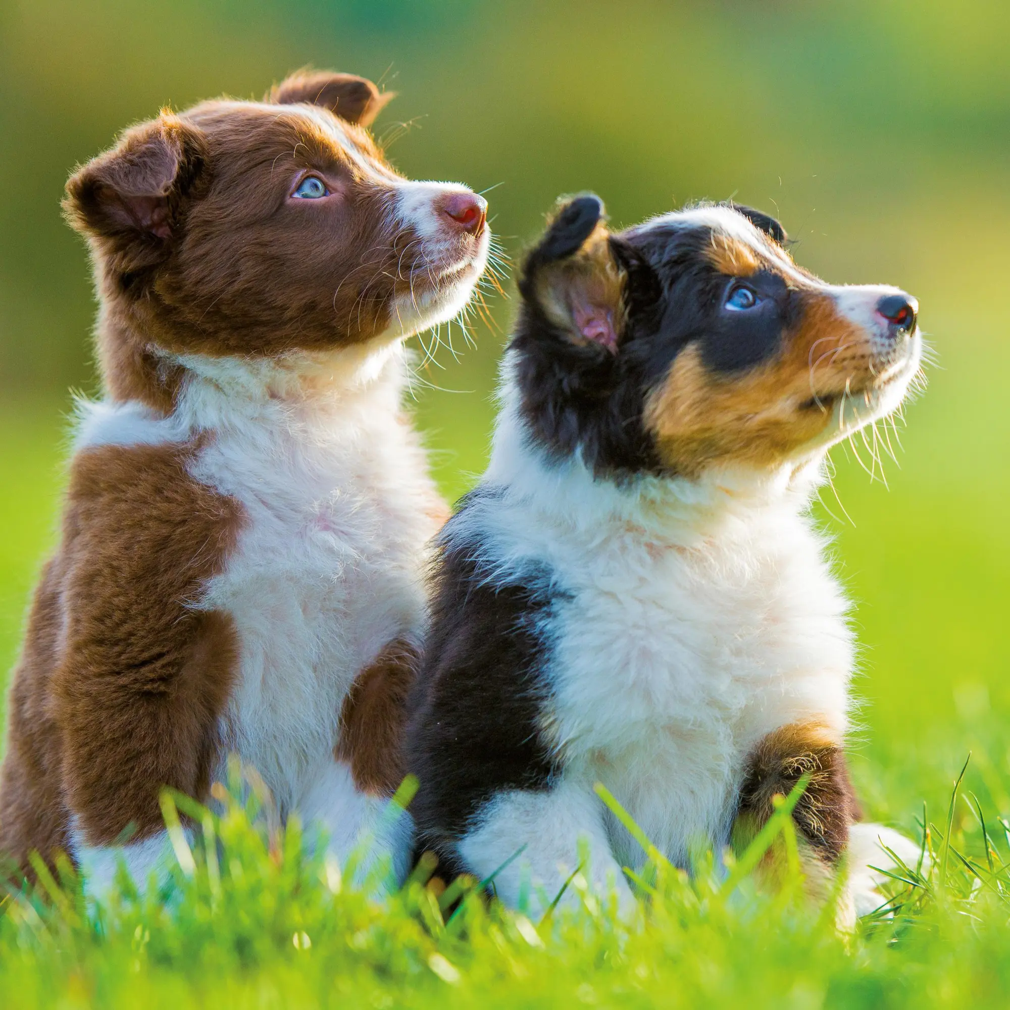 Bild: 9783959295888 | Hundewelpen/Puppy Dogs 2026 | Kalender 2026 | Kalender | 28 S. | 2026