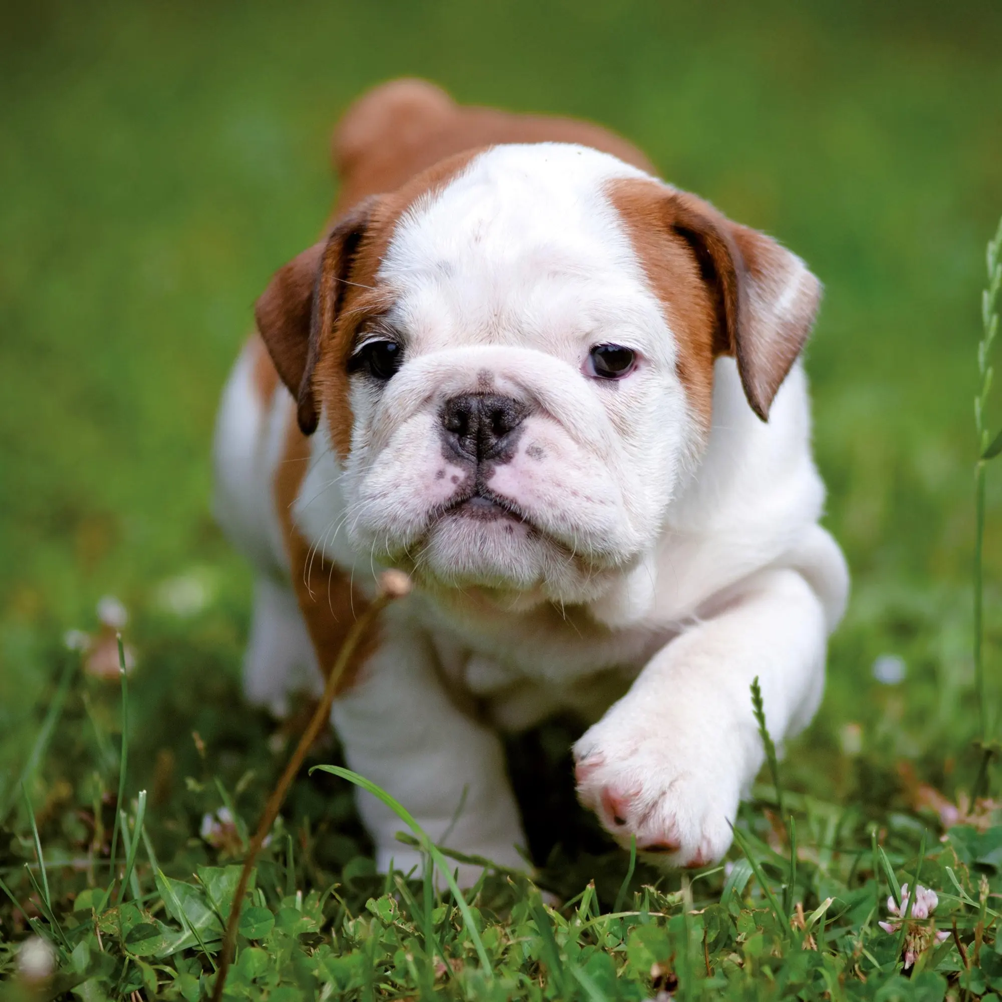Bild: 9783959295888 | Hundewelpen/Puppy Dogs 2026 | Kalender 2026 | Kalender | 28 S. | 2026