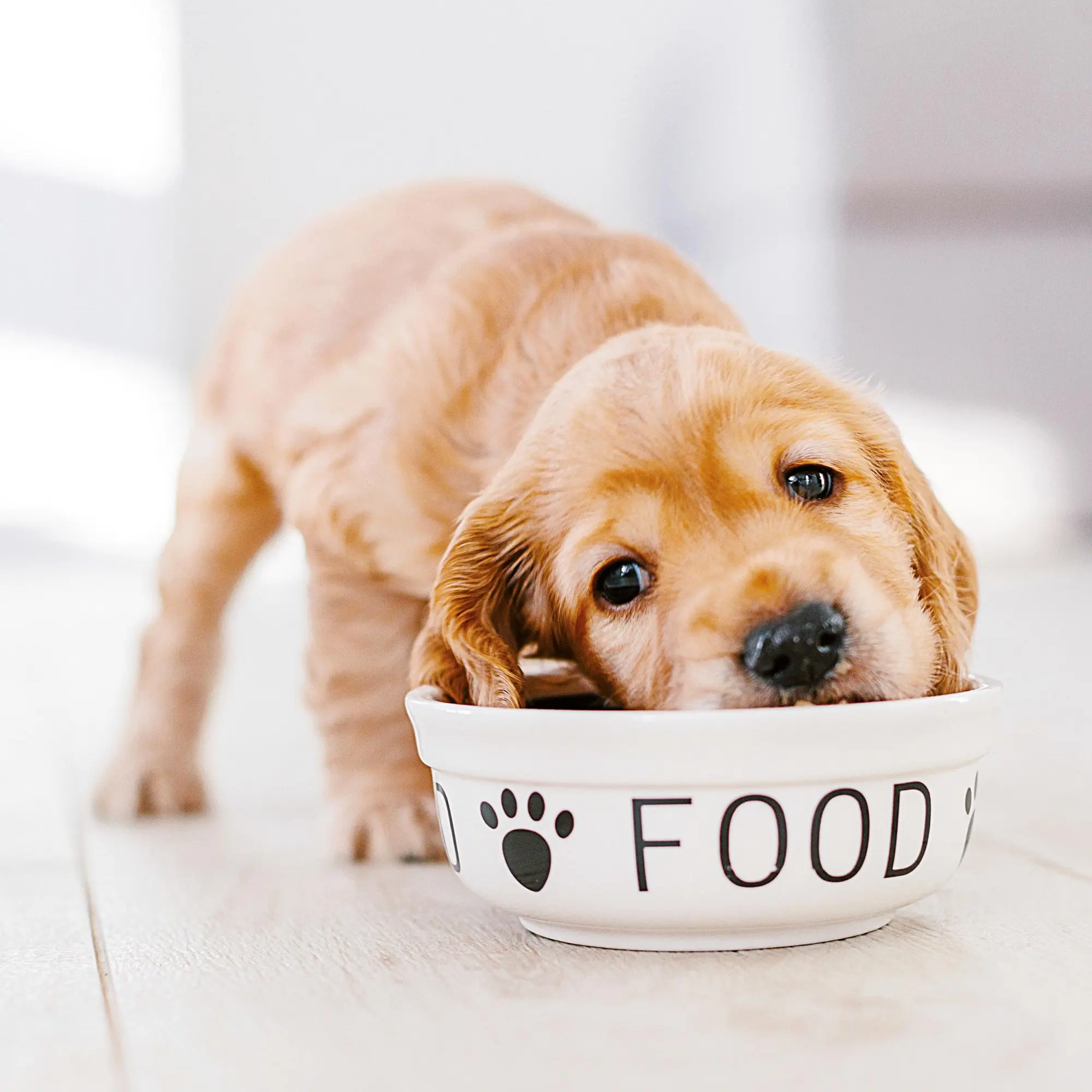 Bild: 9783959295888 | Hundewelpen/Puppy Dogs 2026 | Kalender 2026 | Kalender | 28 S. | 2026