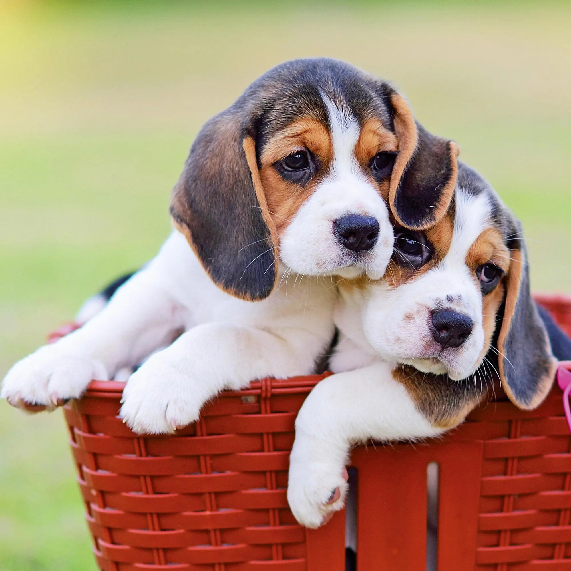 Bild: 9783959295888 | Hundewelpen/Puppy Dogs 2026 | Kalender 2026 | Kalender | 28 S. | 2026