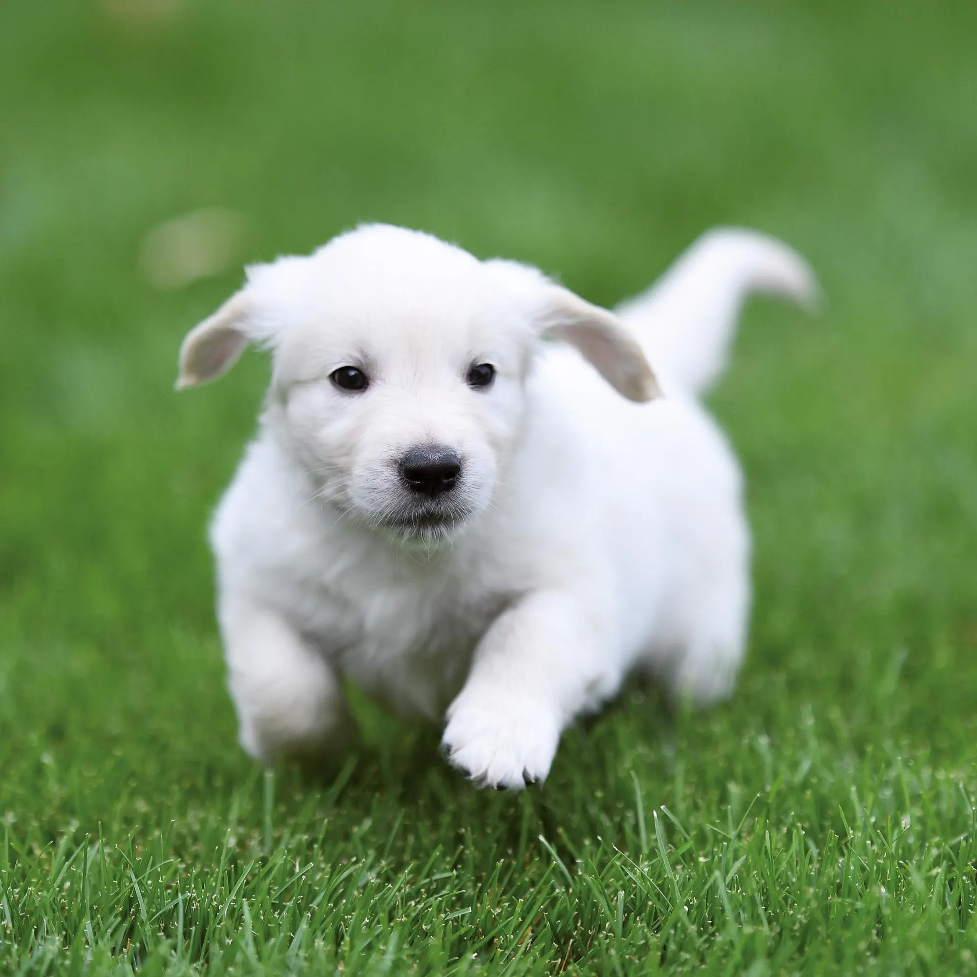 Bild: 9783959295888 | Hundewelpen/Puppy Dogs 2026 | Kalender 2026 | Kalender | 28 S. | 2026