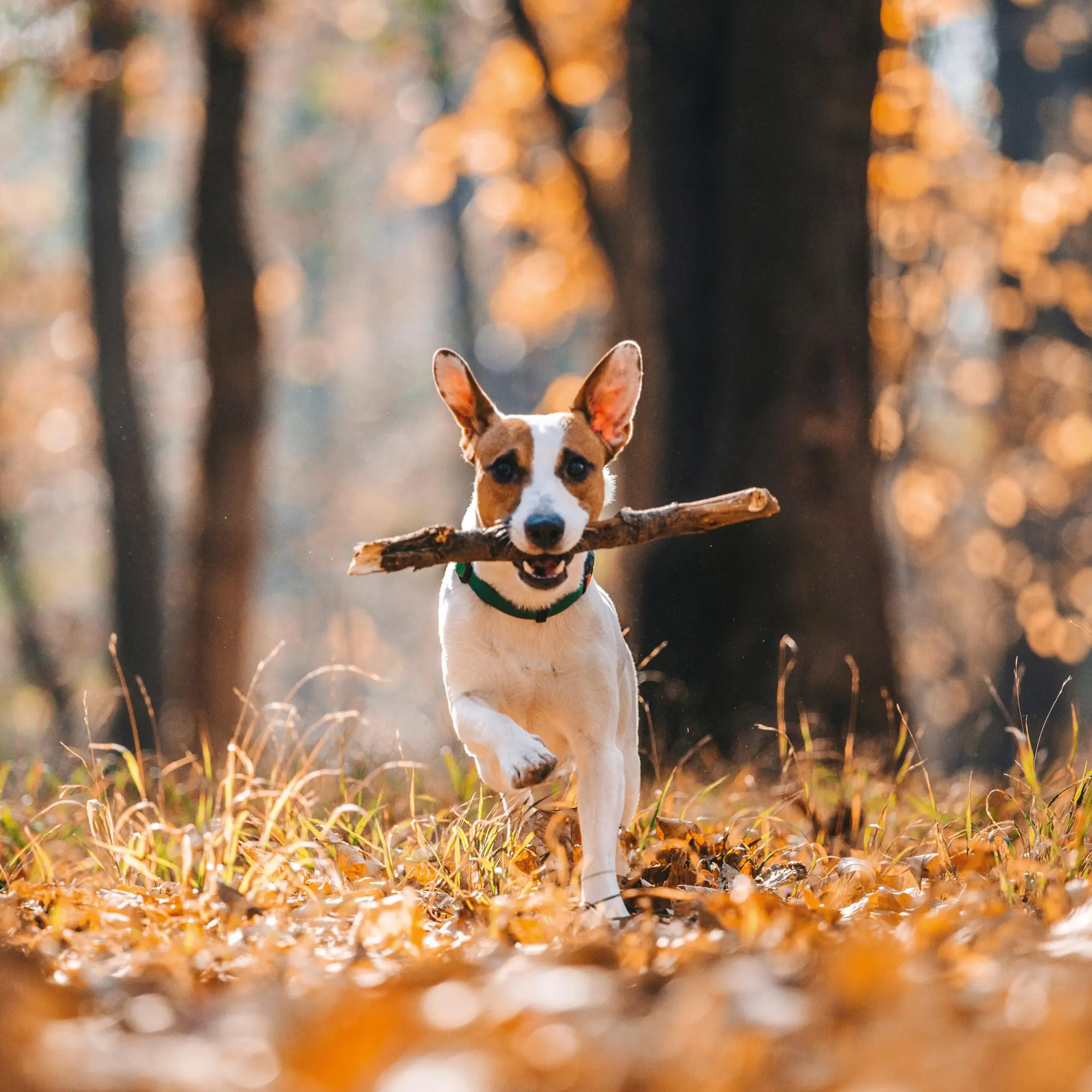 Bild: 9783959295888 | Hundewelpen/Puppy Dogs 2026 | Kalender 2026 | Kalender | 28 S. | 2026
