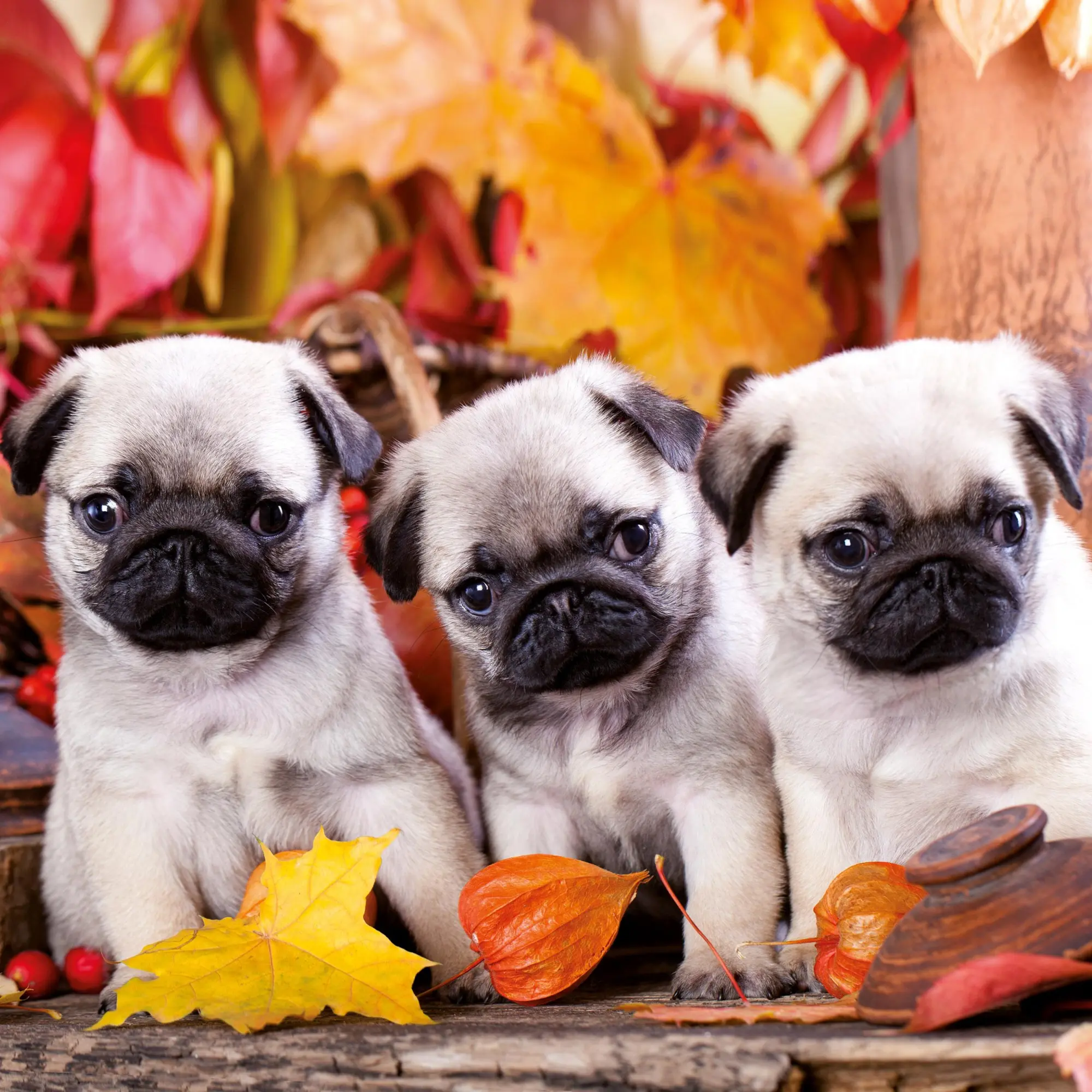 Bild: 9783959295888 | Hundewelpen/Puppy Dogs 2026 | Kalender 2026 | Kalender | 28 S. | 2026