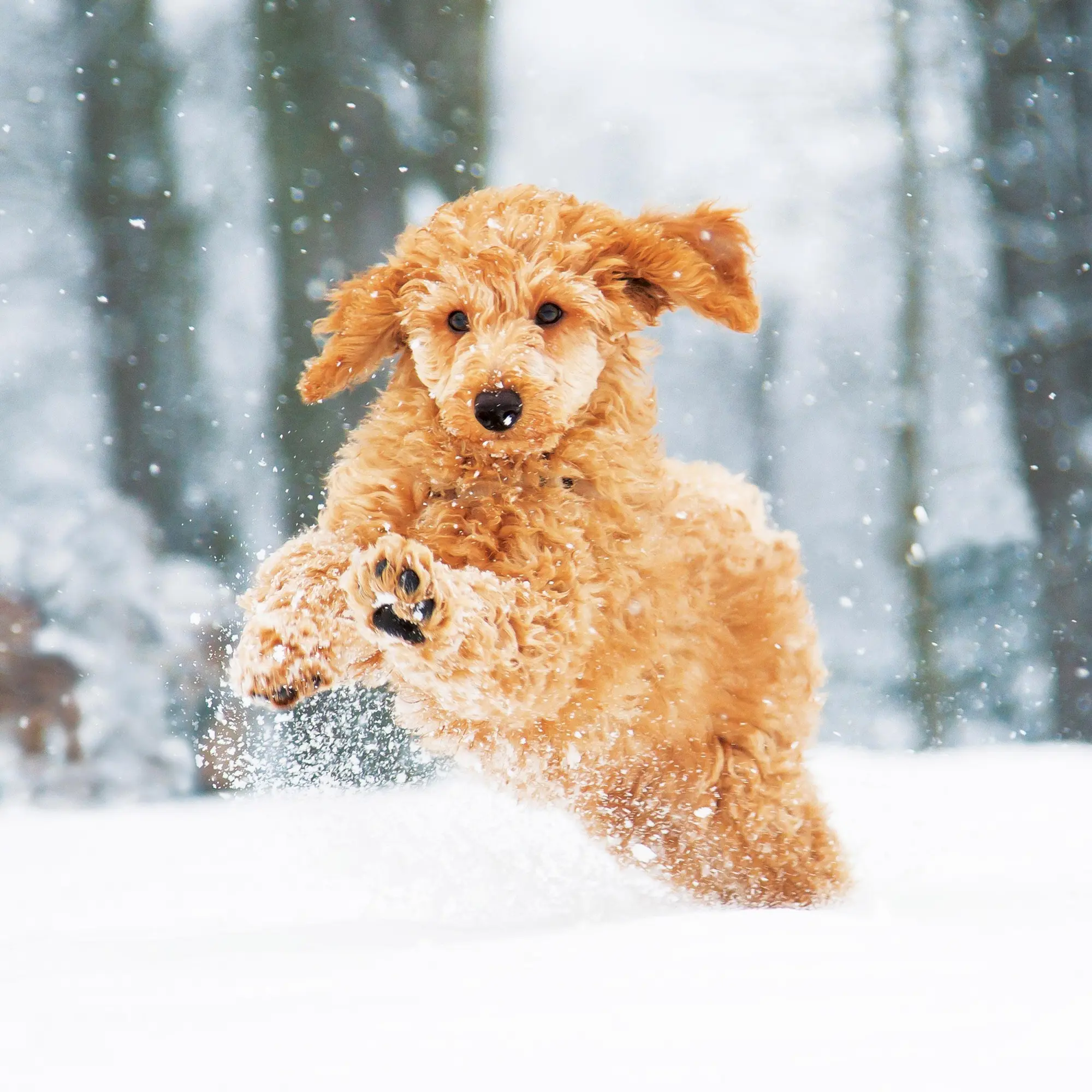 Bild: 9783959295888 | Hundewelpen/Puppy Dogs 2026 | Kalender 2026 | Kalender | 28 S. | 2026