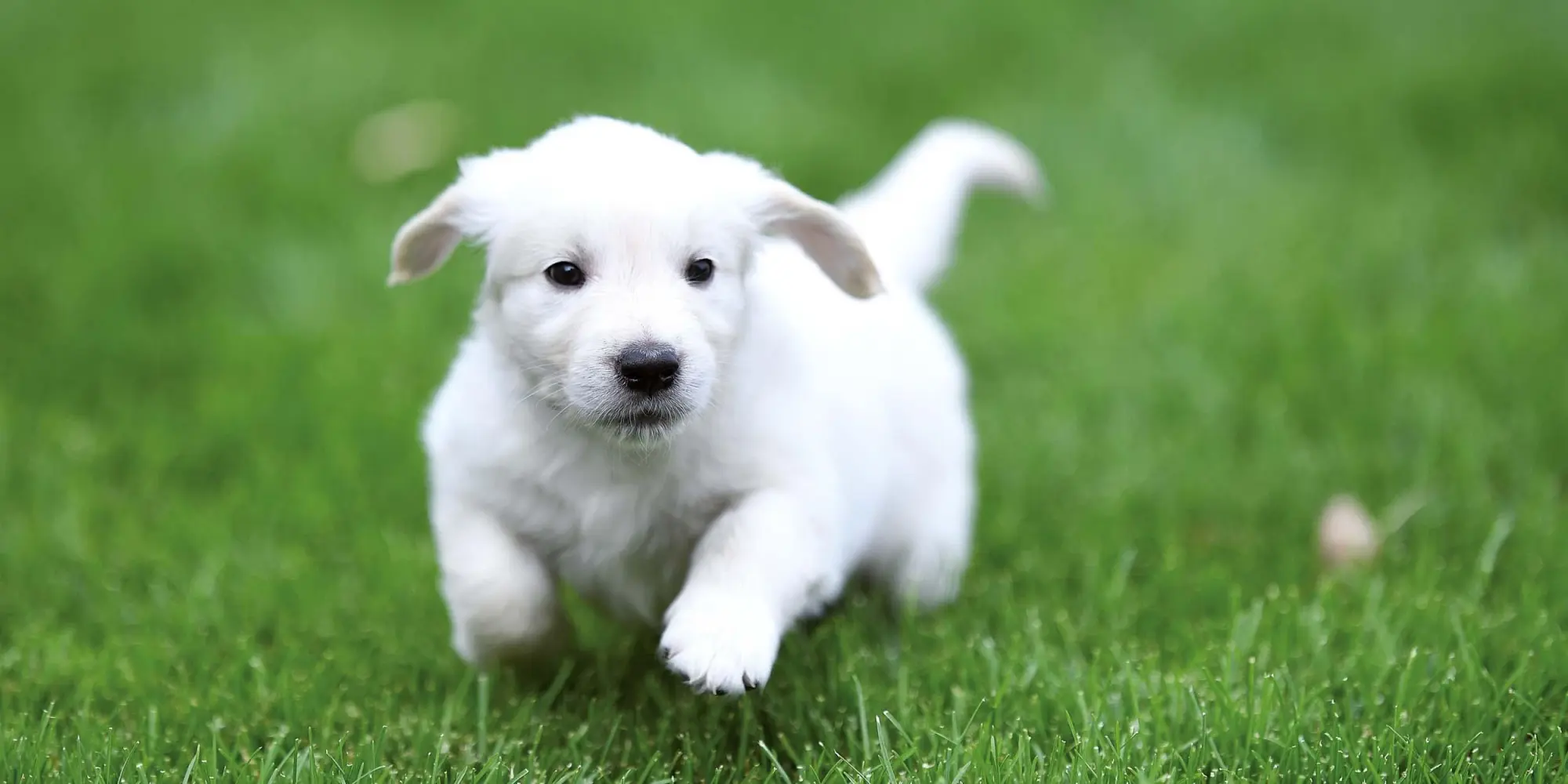 Bild: 9783959295888 | Hundewelpen/Puppy Dogs 2026 | Kalender 2026 | Kalender | 28 S. | 2026