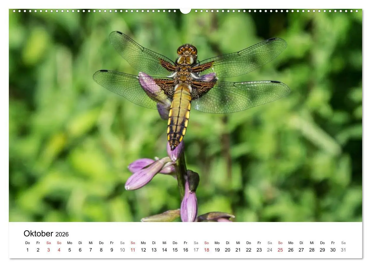 Bild: 9783457945988 | Paradies Naturgarten (hochwertiger Premium Wandkalender 2026 DIN A2...