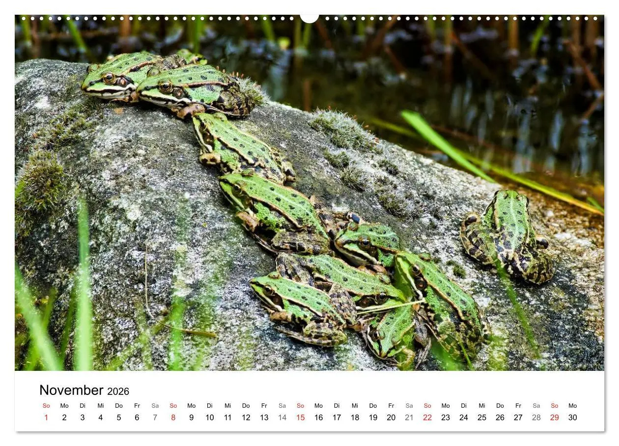 Bild: 9783457945988 | Paradies Naturgarten (hochwertiger Premium Wandkalender 2026 DIN A2...