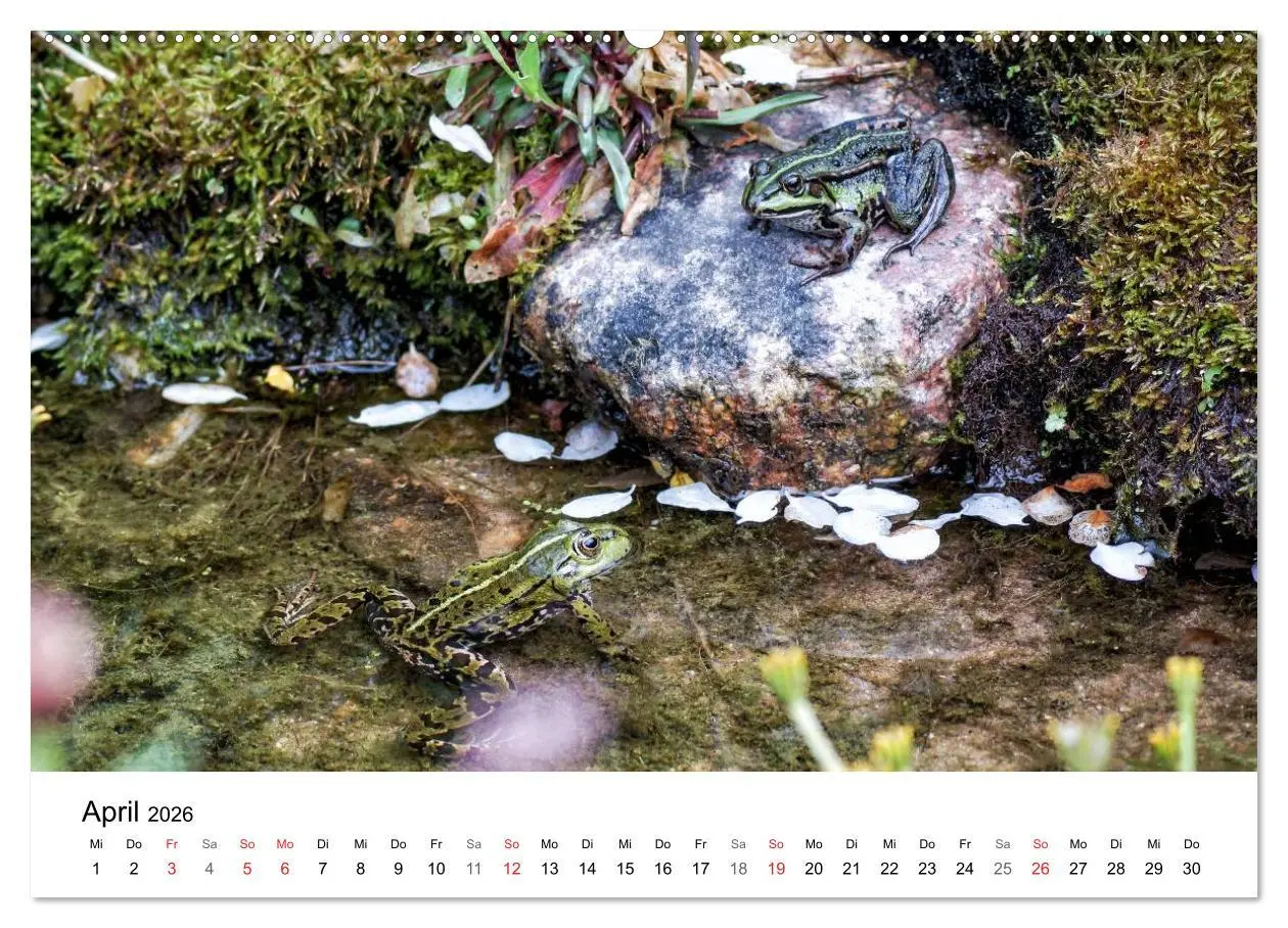 Bild: 9783457945988 | Paradies Naturgarten (hochwertiger Premium Wandkalender 2026 DIN A2...