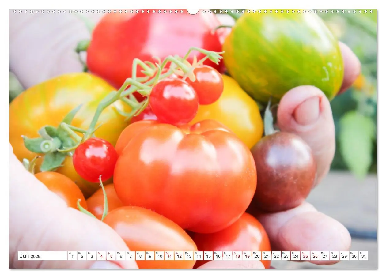 Bild: 9783457456088 | Alte Historische Tomaten (hochwertiger Premium Wandkalender 2026...
