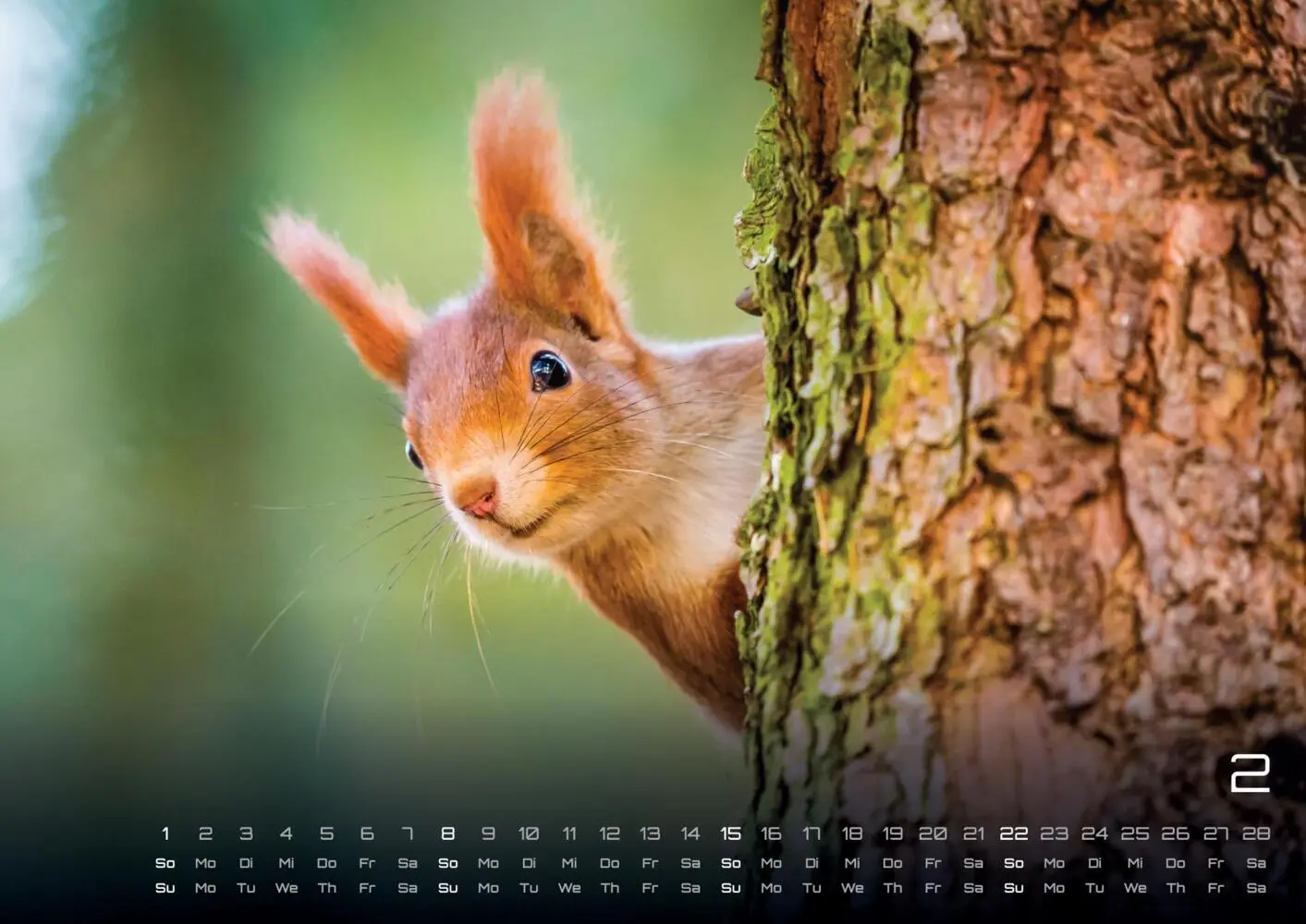 Bild: 9783986736088 | Wald - Erholung für Mensch und Tier - 2026 - Kalender DIN A3 | 15 S.