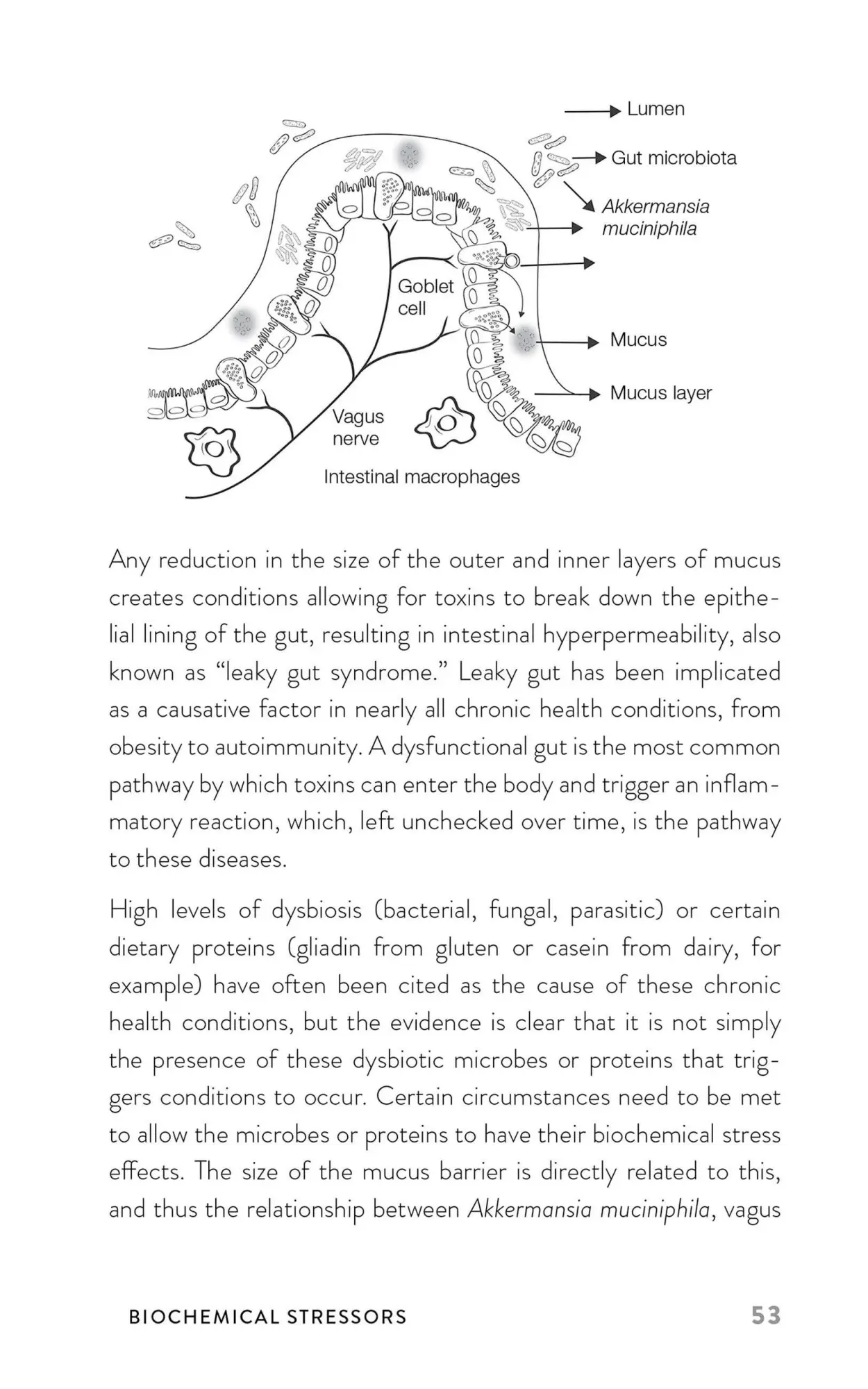 Bild: 9781646046188 | Upgrade Your Vagus Nerve | Navaz Habib | Taschenbuch | Englisch | 2024