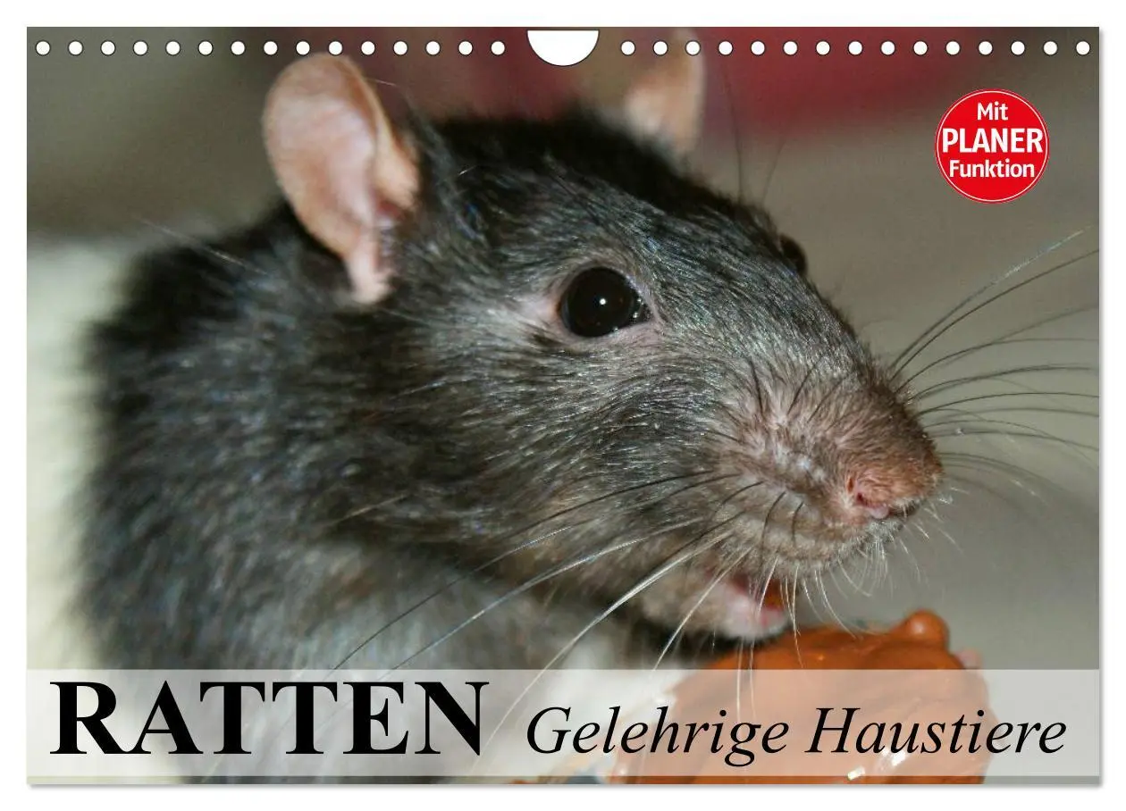 Cover: 9783457996188 | Ratten. Gelehrige Haustiere (Wandkalender 2026 DIN A4 quer),...