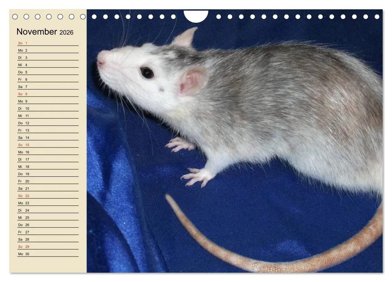 Bild: 9783457996188 | Ratten. Gelehrige Haustiere (Wandkalender 2026 DIN A4 quer),...