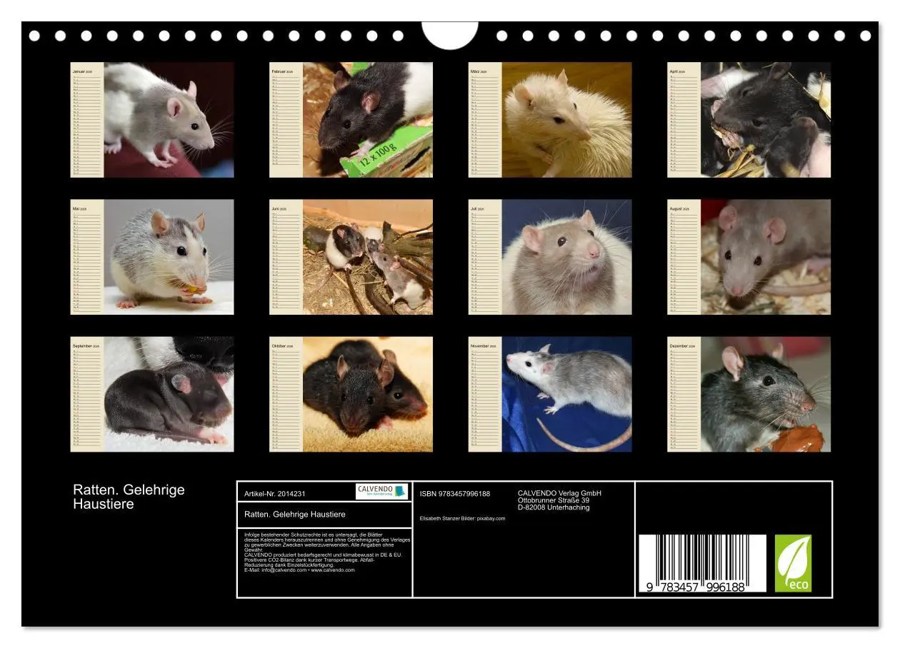 Bild: 9783457996188 | Ratten. Gelehrige Haustiere (Wandkalender 2026 DIN A4 quer),...