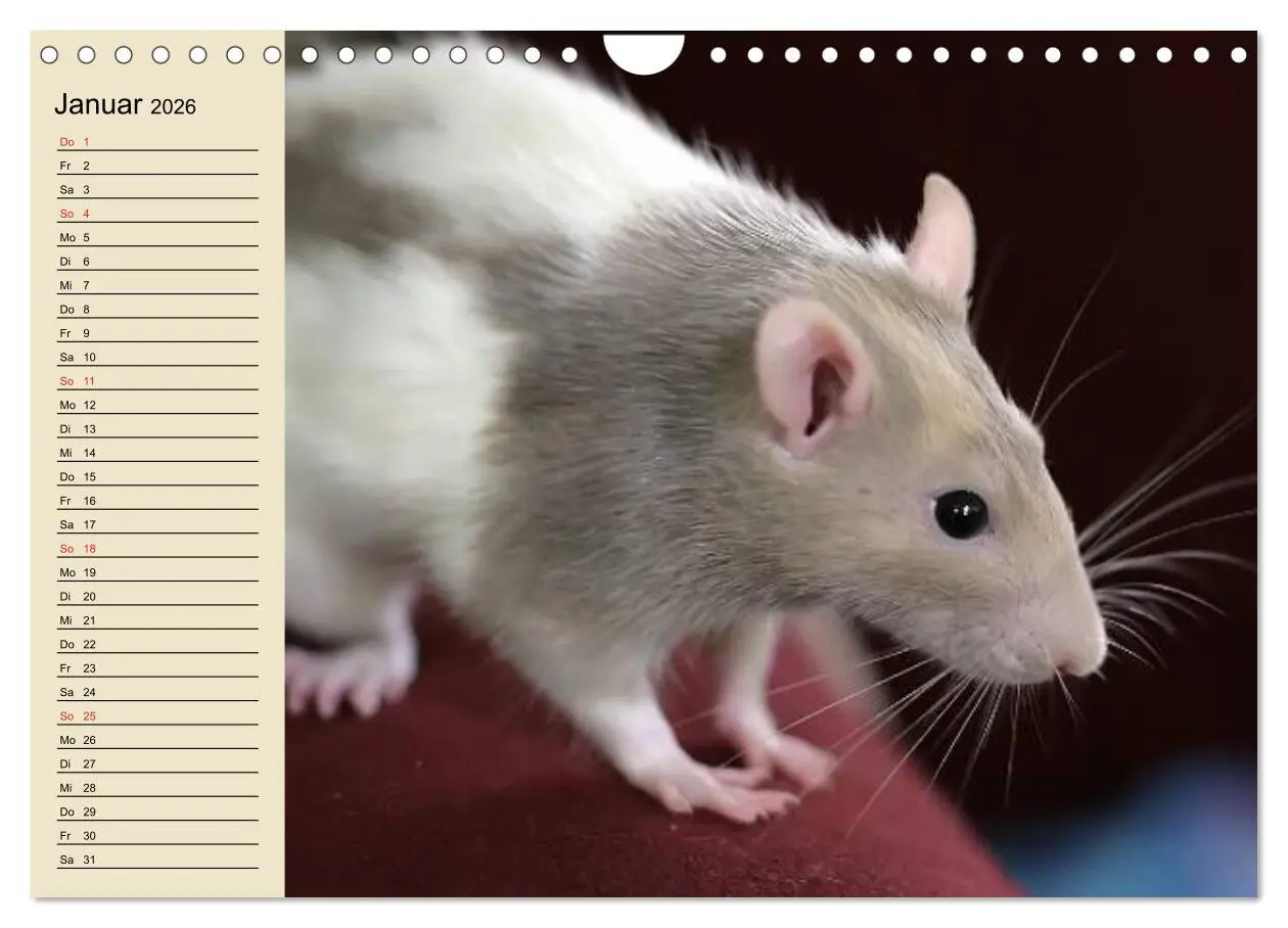 Bild: 9783457996188 | Ratten. Gelehrige Haustiere (Wandkalender 2026 DIN A4 quer),...